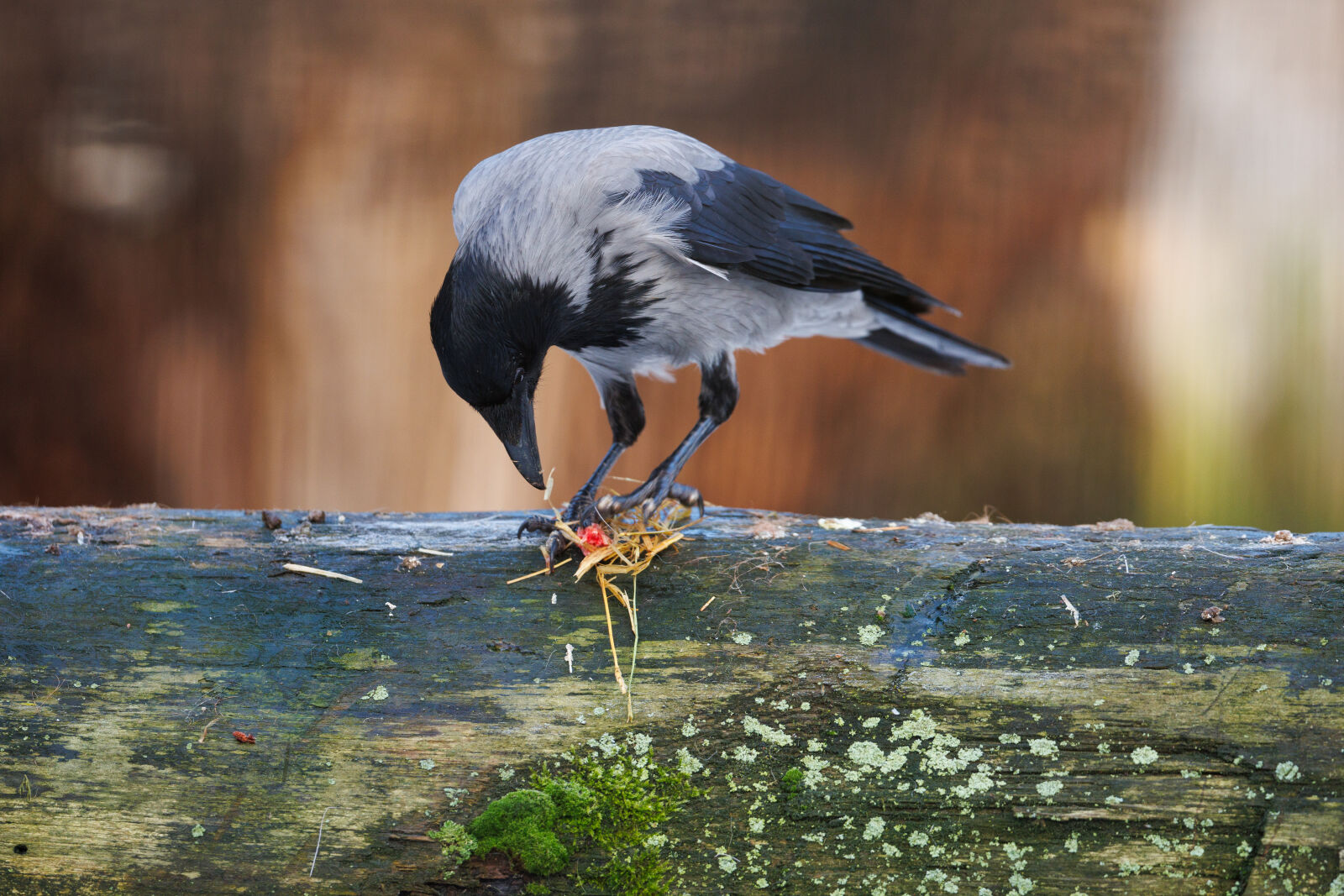 Canon EOS R5 sample photo. Hooded crow photography