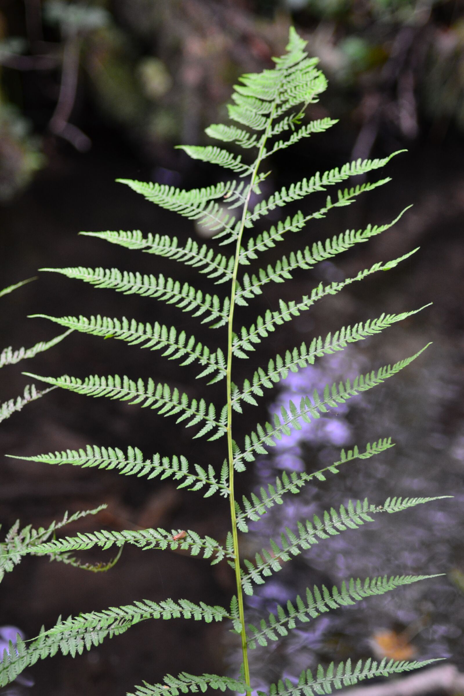 Nikon D3100 sample photo. Forest, fern, close up photography