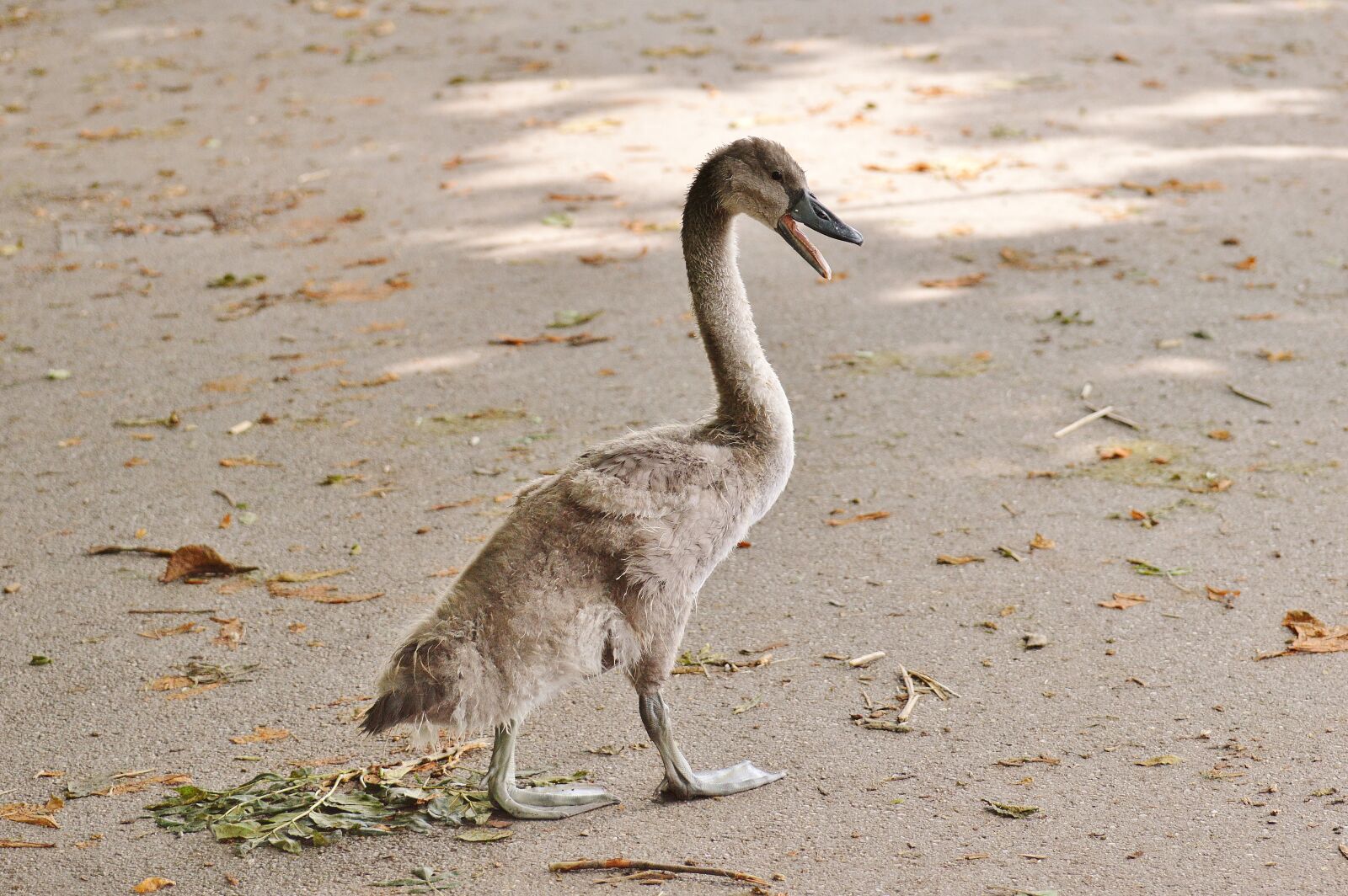 Nikon D3200 sample photo. Swan, young animal, bird photography