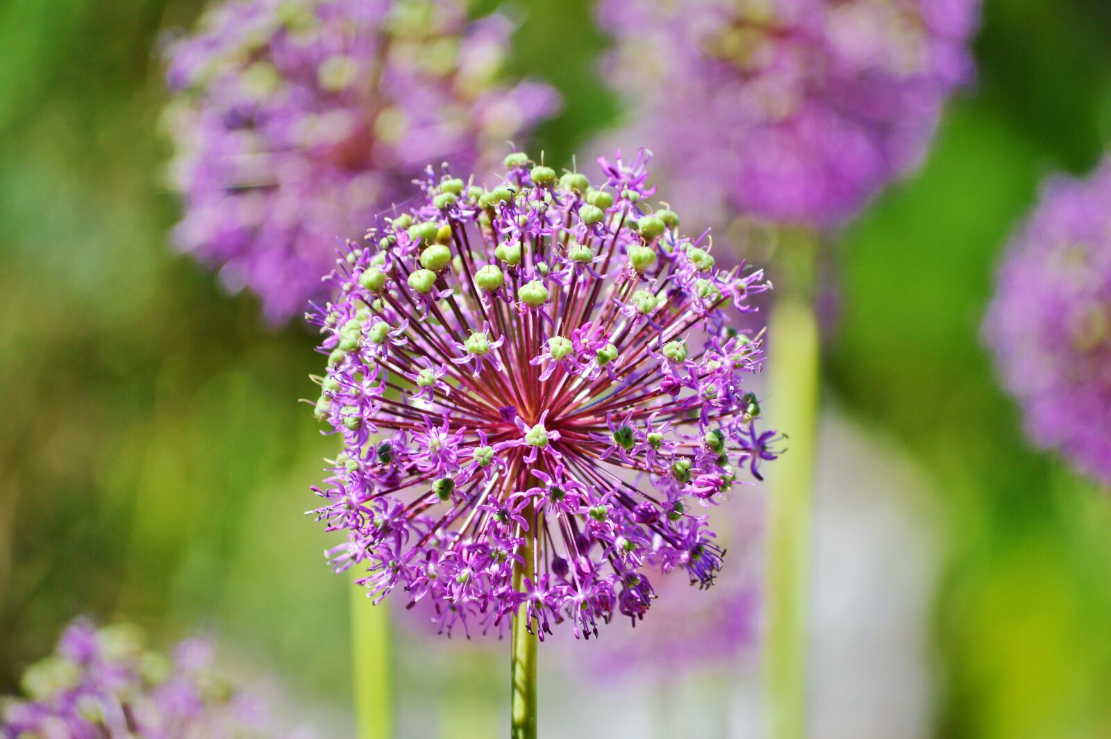 Nikon D3200 sample photo. The highest leeks, allium photography