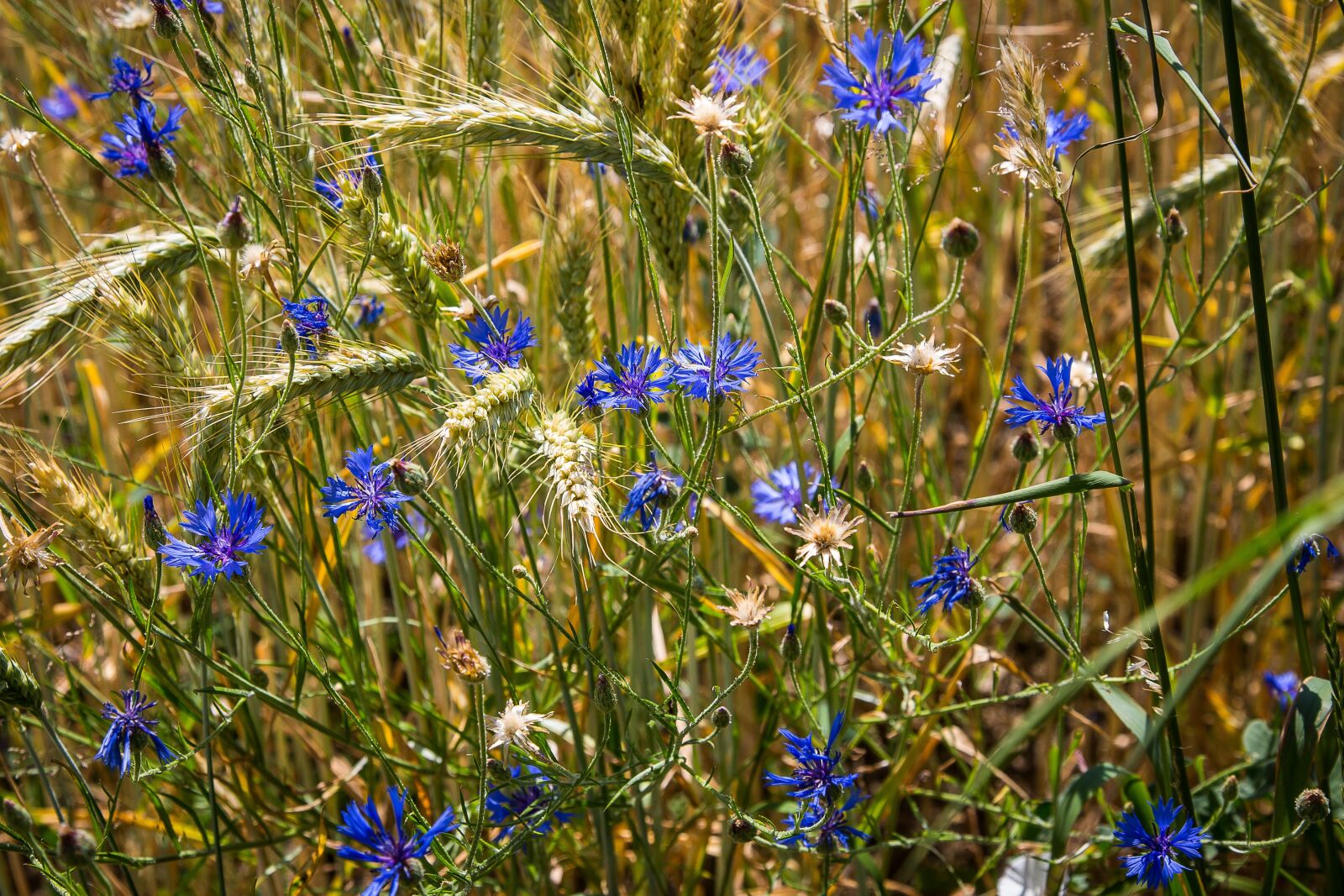 Canon EF 24-105mm F4L IS USM sample photo. Cornflower, grain, cereals photography