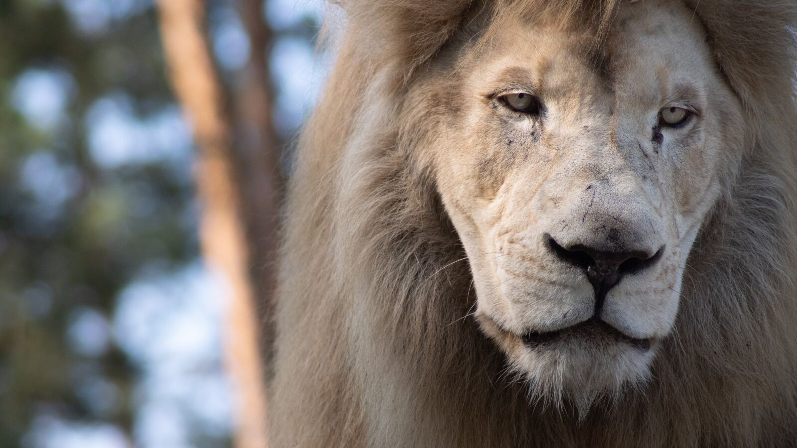 Sony ILCA-77M2 sample photo. Lion, predator, cat photography