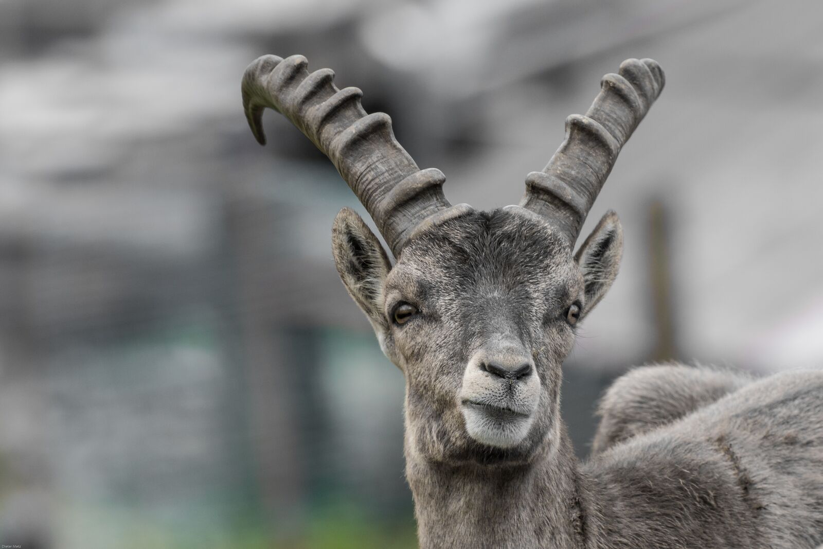 Canon EOS 7D Mark II sample photo. Capricorn, young animal, horns photography