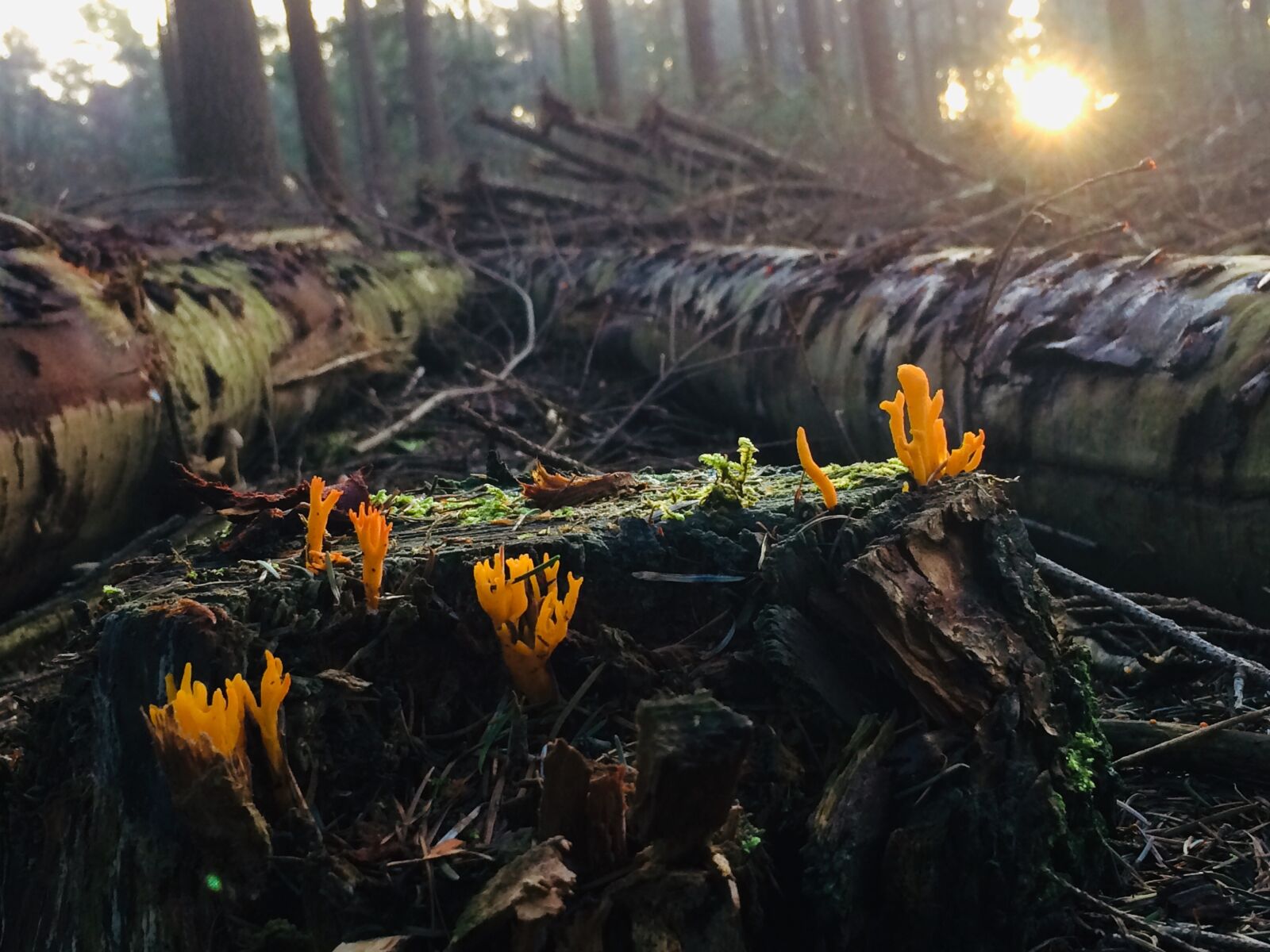 iPhone 5s back camera 4.15mm f/2.2 sample photo. Mushrooms, trunks, forest photography