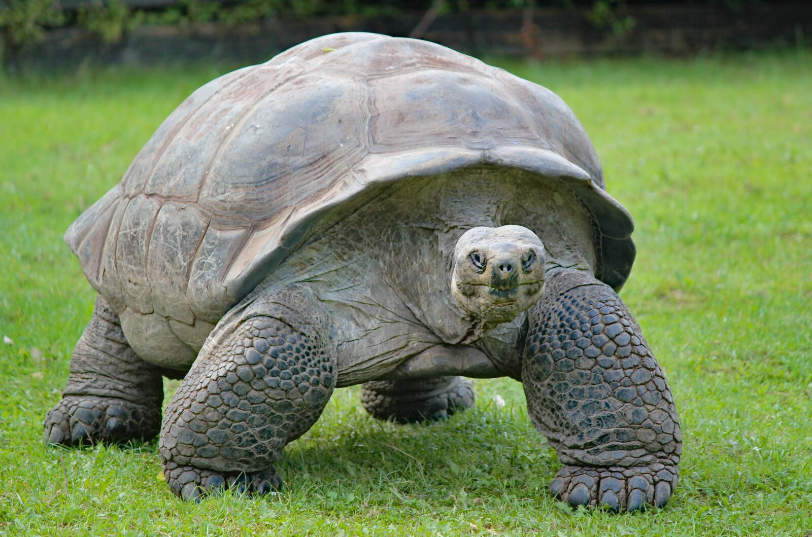 Canon EOS 550D (EOS Rebel T2i / EOS Kiss X4) sample photo. Turtle, huge, reptile photography