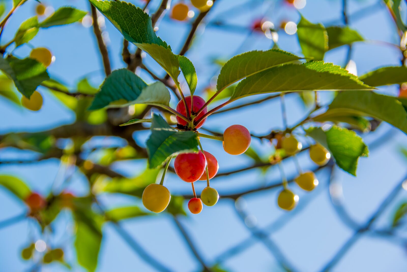 Nikon D5200 sample photo. Cherries, branch, cherry photography