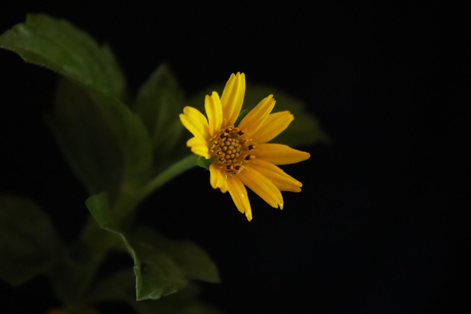 Canon EOS 200D (EOS Rebel SL2 / EOS Kiss X9) sample photo. Flowers, yellow, leaves photography