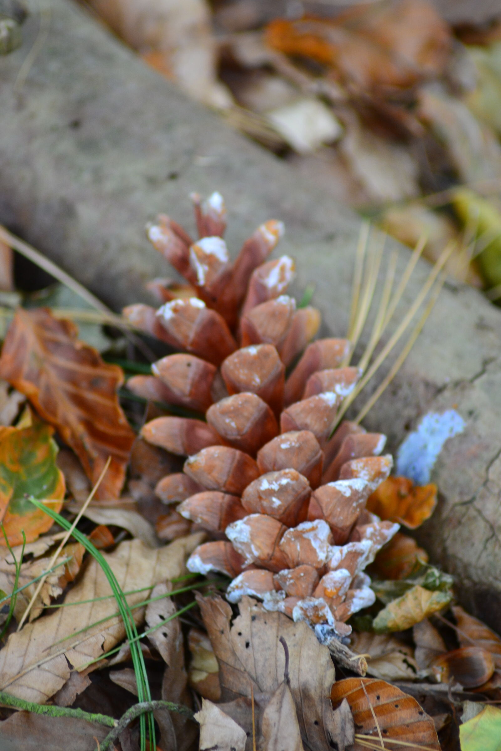 Nikon D3100 sample photo. Autumn, fir, cone, foliage photography