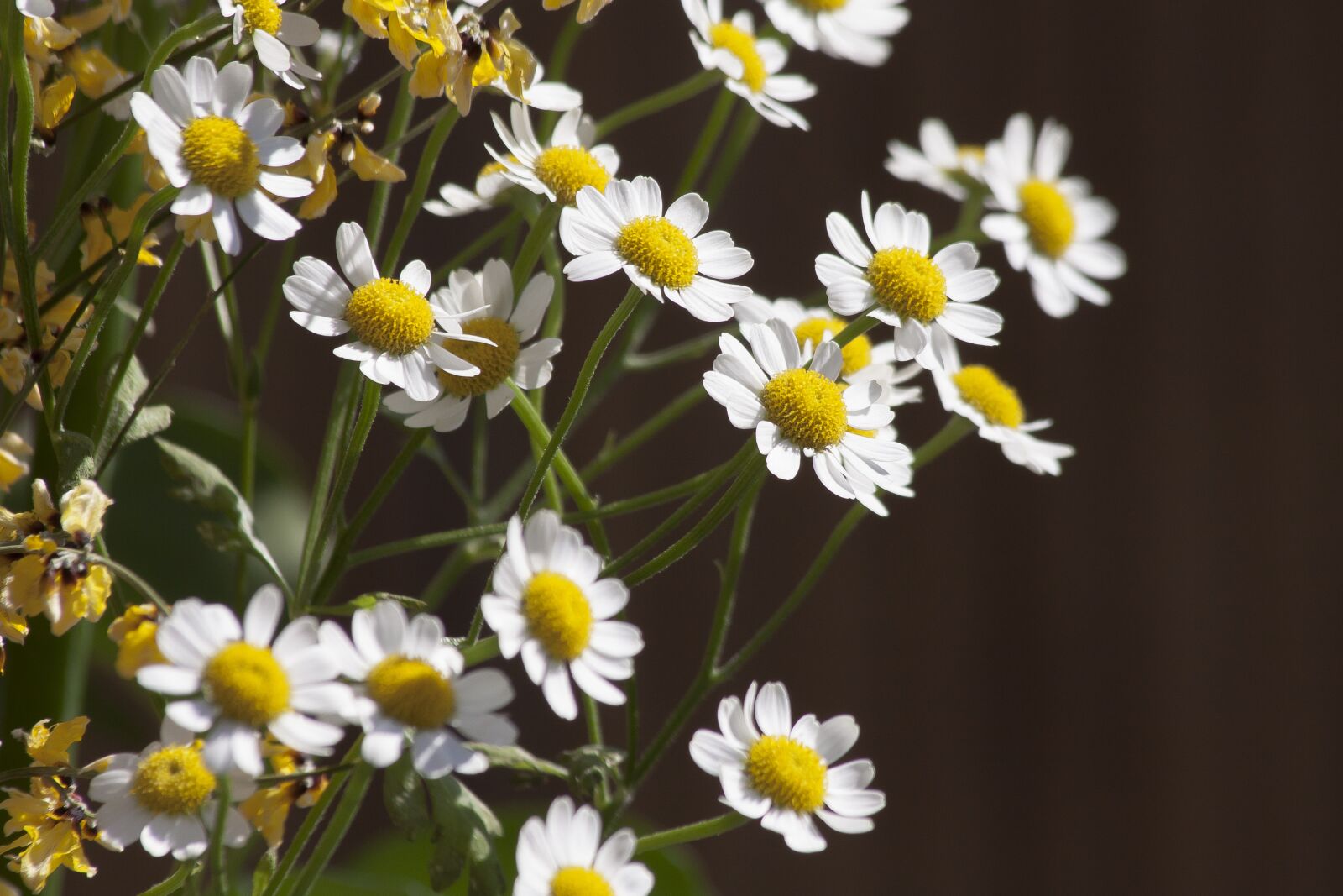 Canon EOS 50D sample photo. Chamomile, white, flower photography