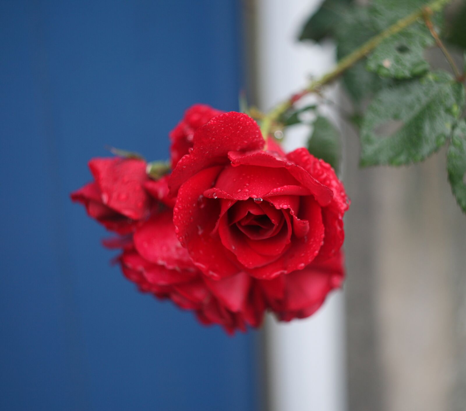 Canon EOS 5D sample photo. Rose, red, red rose photography