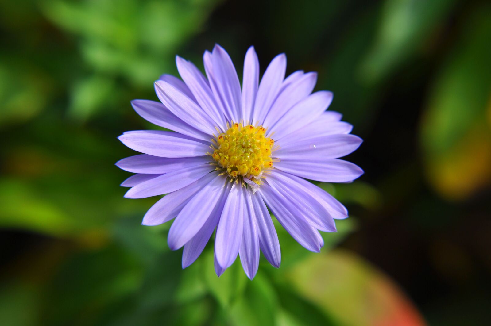 Nikon D5000 sample photo. Flower, nature, flowers photography