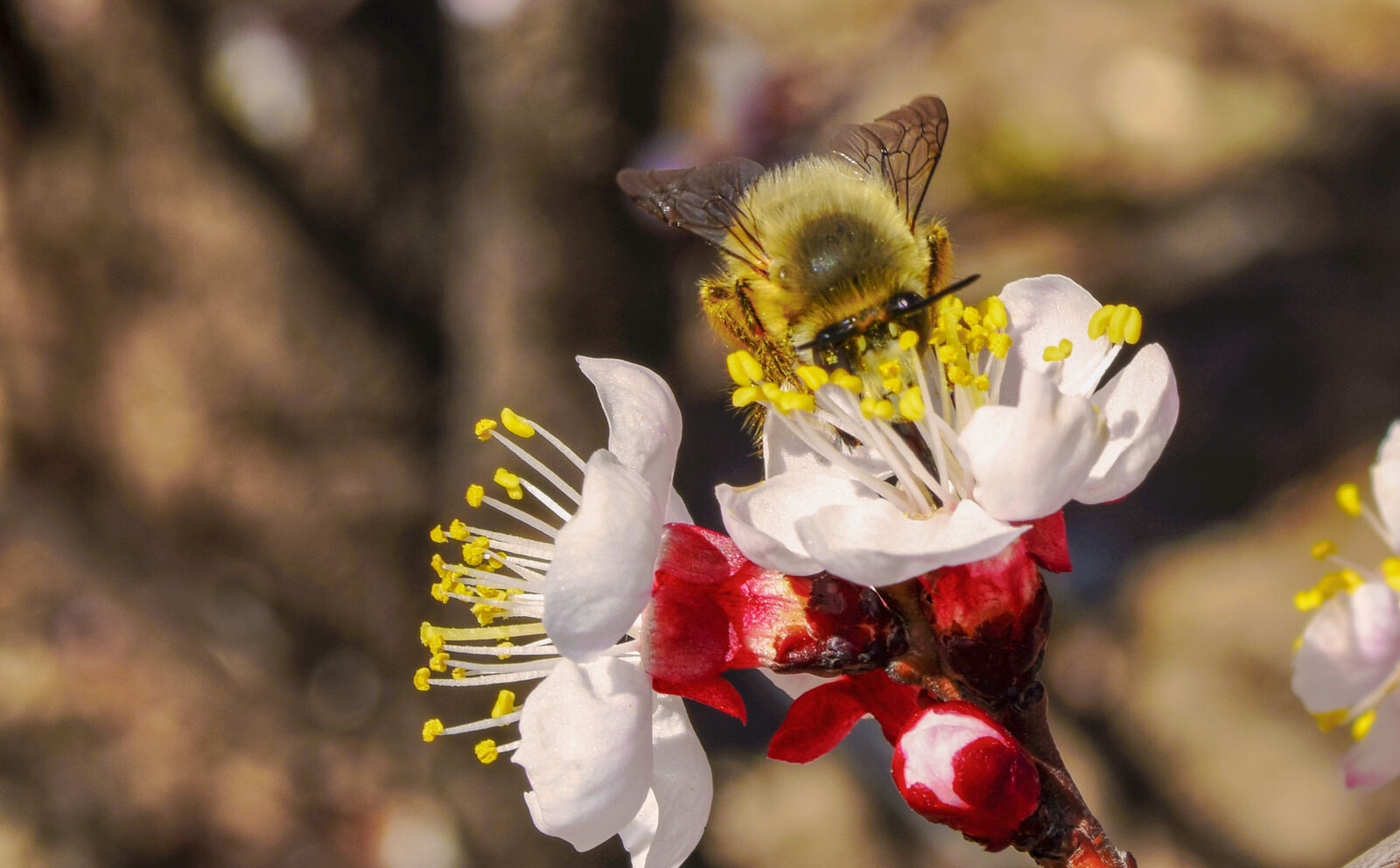 Nikon D5300 sample photo