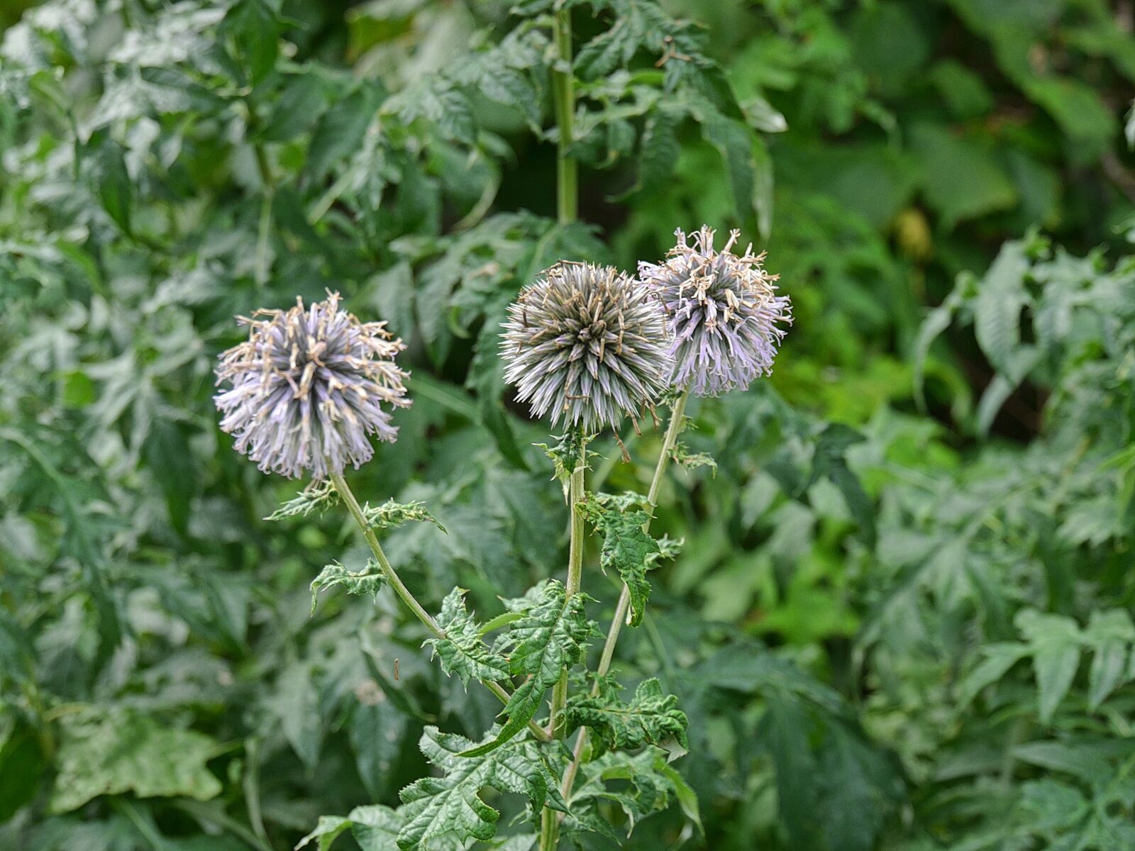 Panasonic Lumix DMC-G6 sample photo. Flower, garden, nature photography