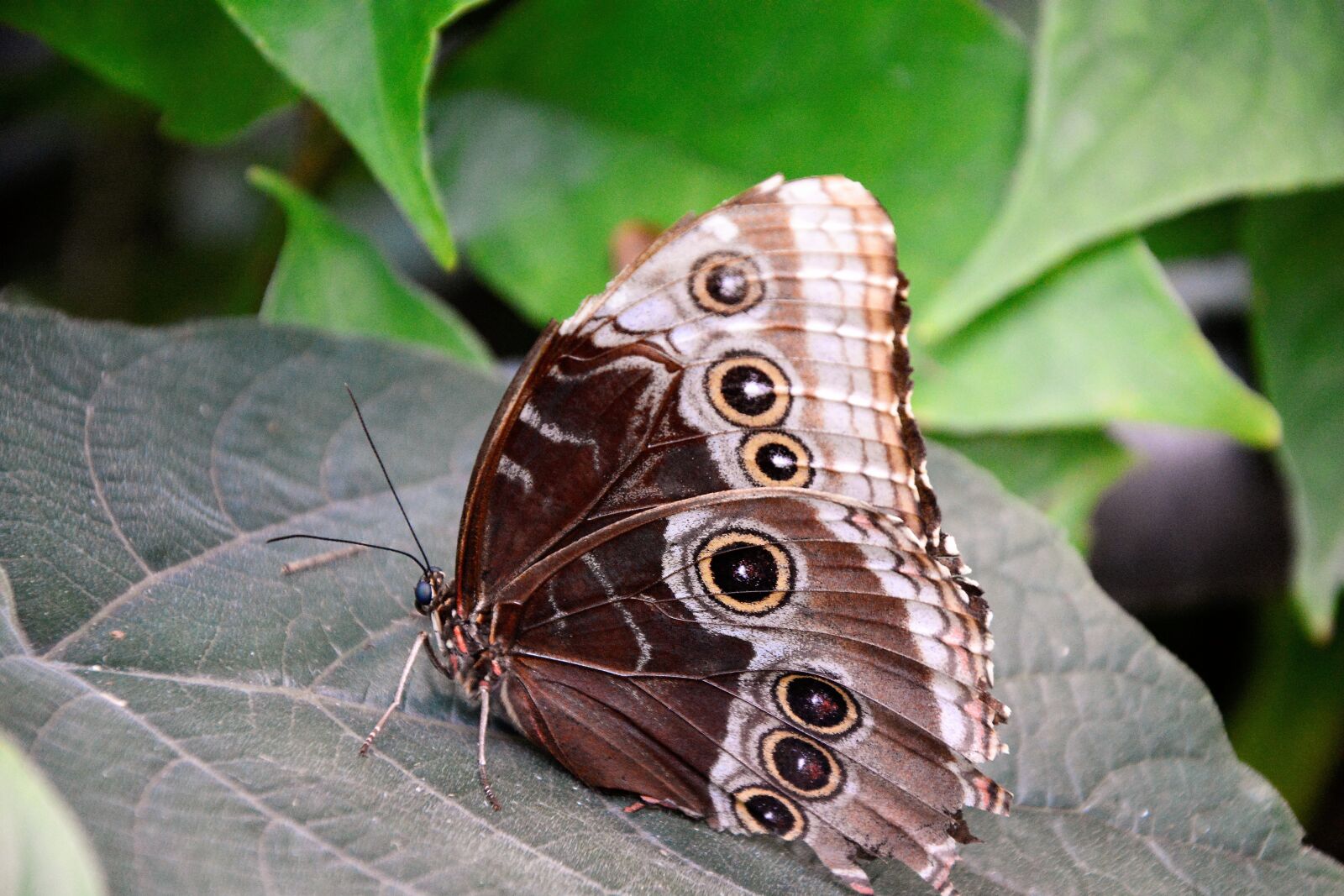 Nikon D7100 sample photo. Butterfly, large, colorful photography