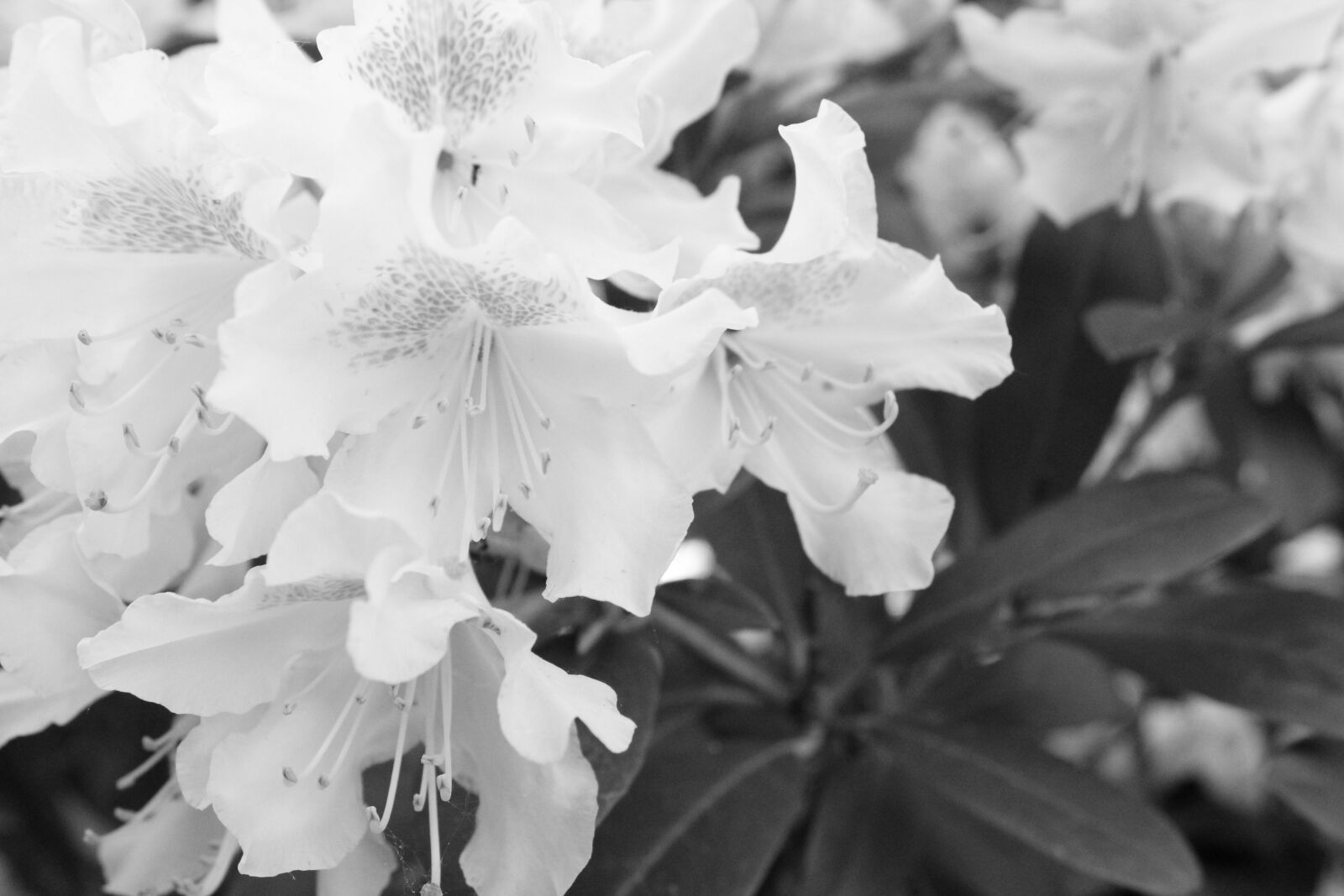 Canon EOS 1300D (EOS Rebel T6 / EOS Kiss X80) sample photo. Flower, nature, plant photography