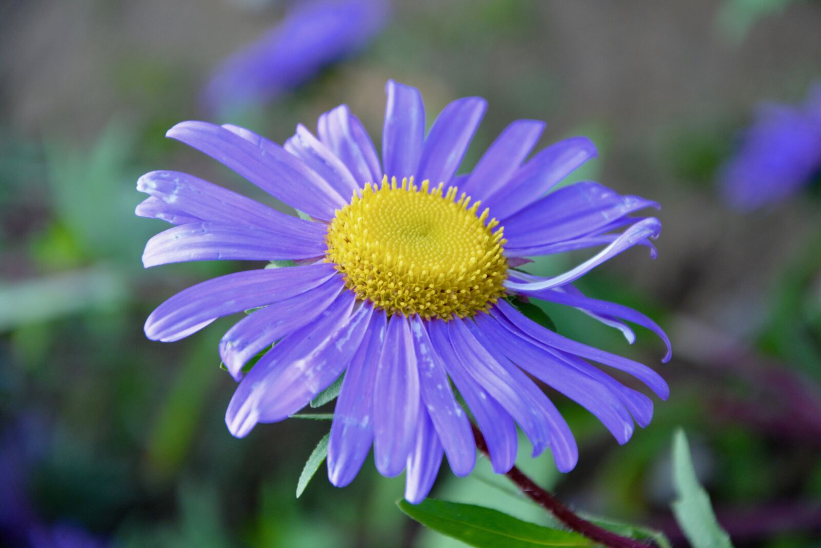 Nikon D5200 sample photo. Flower, flowers, flowering plant photography