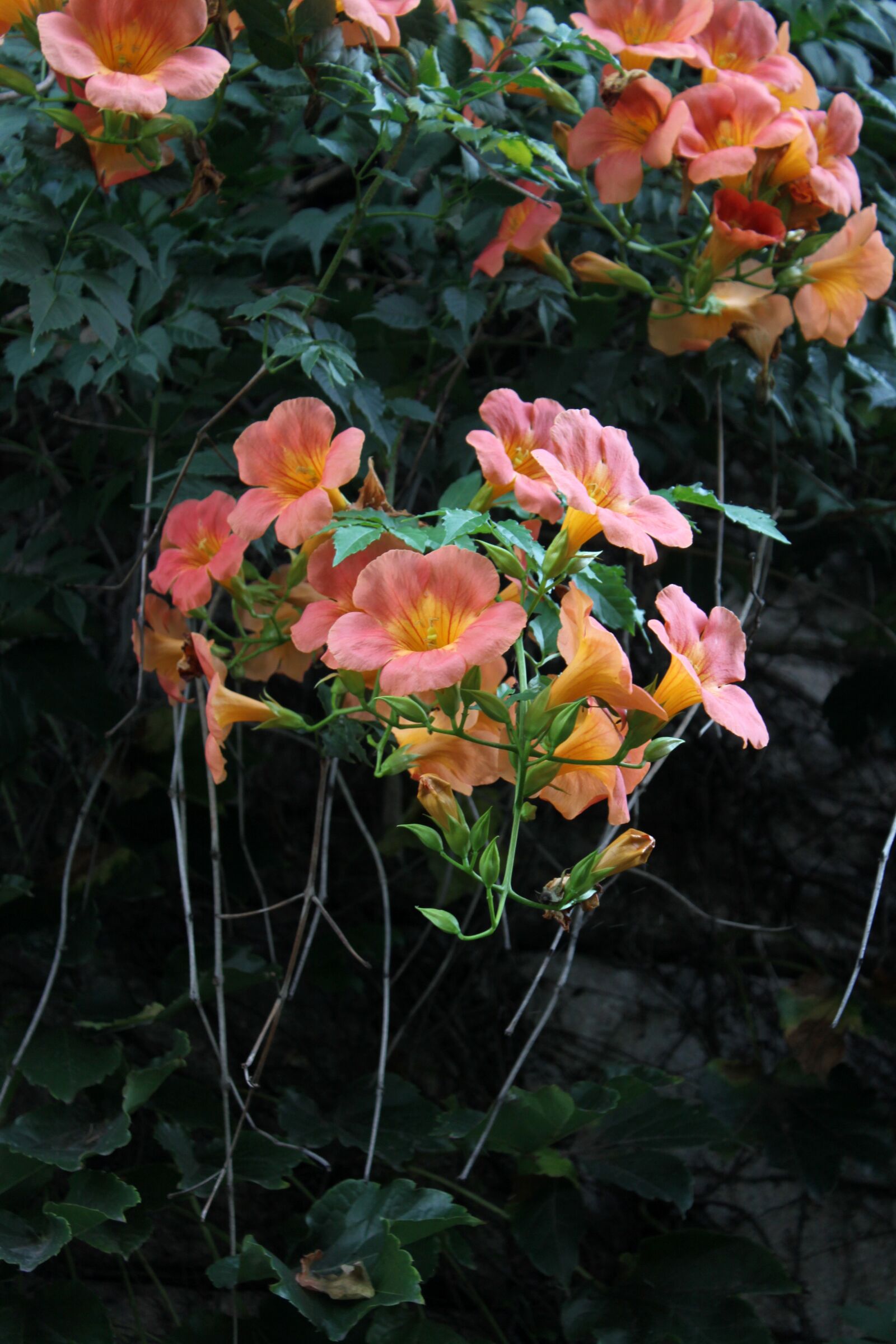 Canon EOS 50D sample photo. Campsis, flowers, nature photography