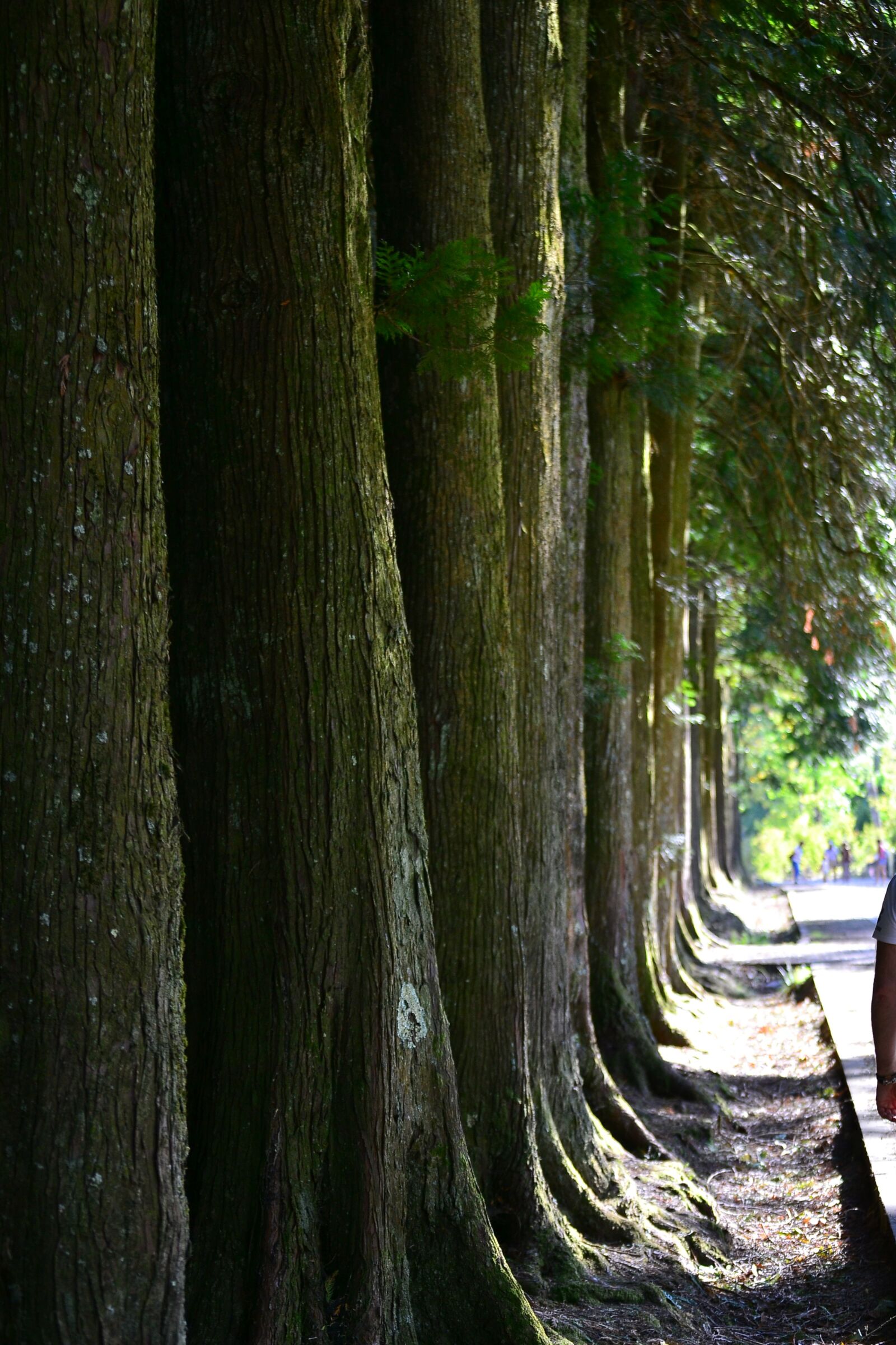 Nikon D3100 sample photo. Trees, walk, trail photography