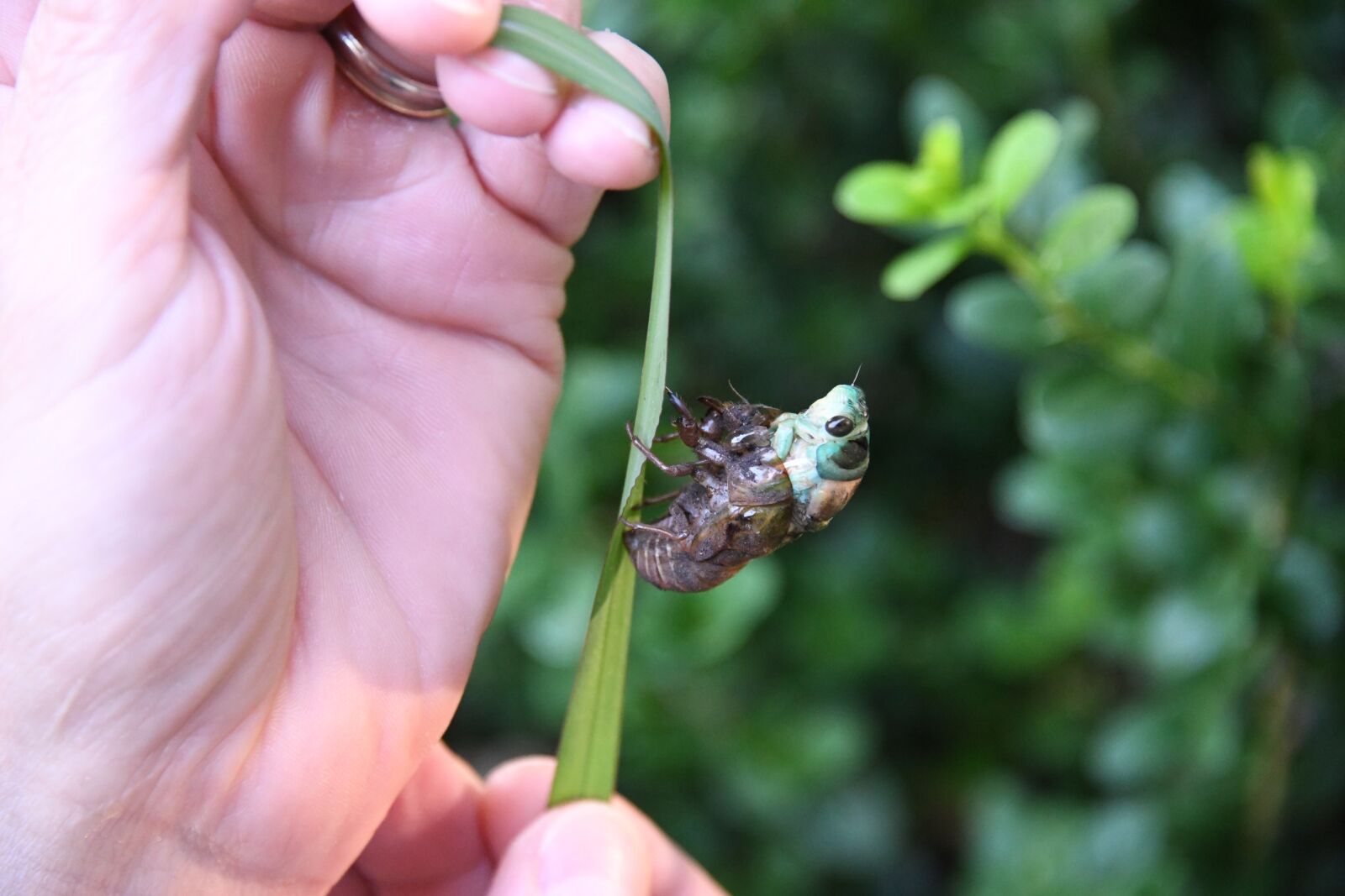 Nikon D850 sample photo. Cicada, cicadoidea, insect photography