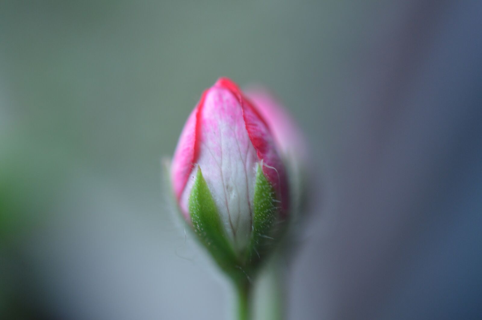 Nikon D3200 sample photo. Micro, macro, flowers photography