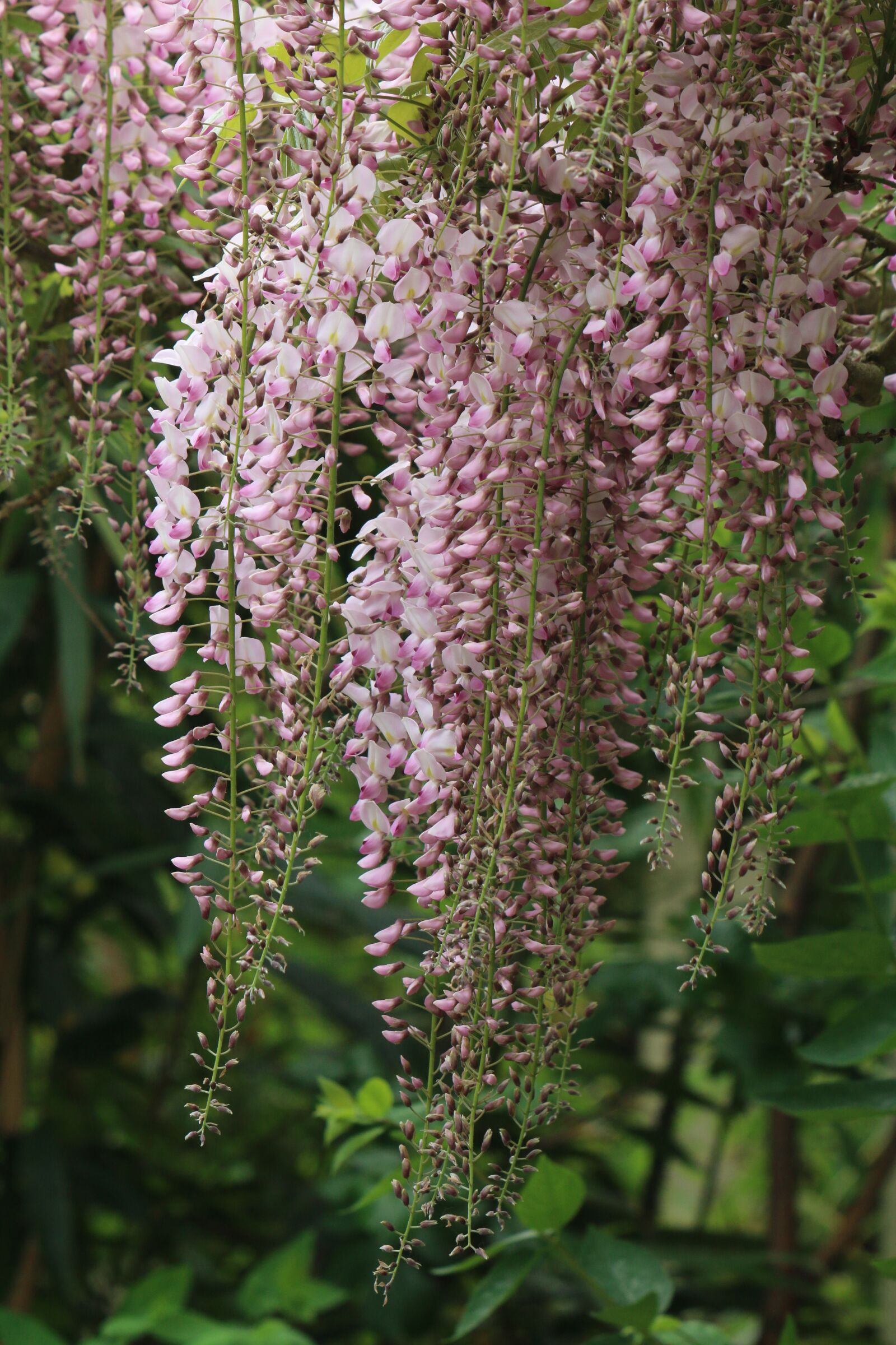 Canon EF 70-300 F4-5.6 IS II USM sample photo. Glycine pink, creeper, flower photography