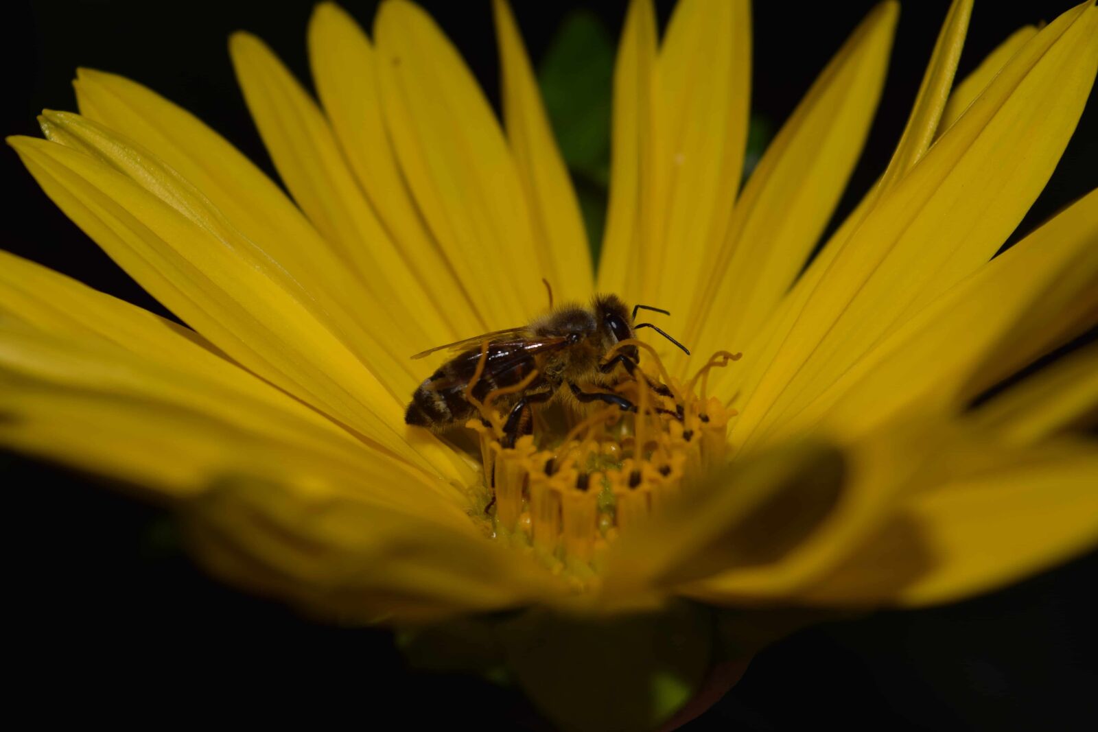 Nikon D3300 sample photo. Plant, flower, bee, macro photography