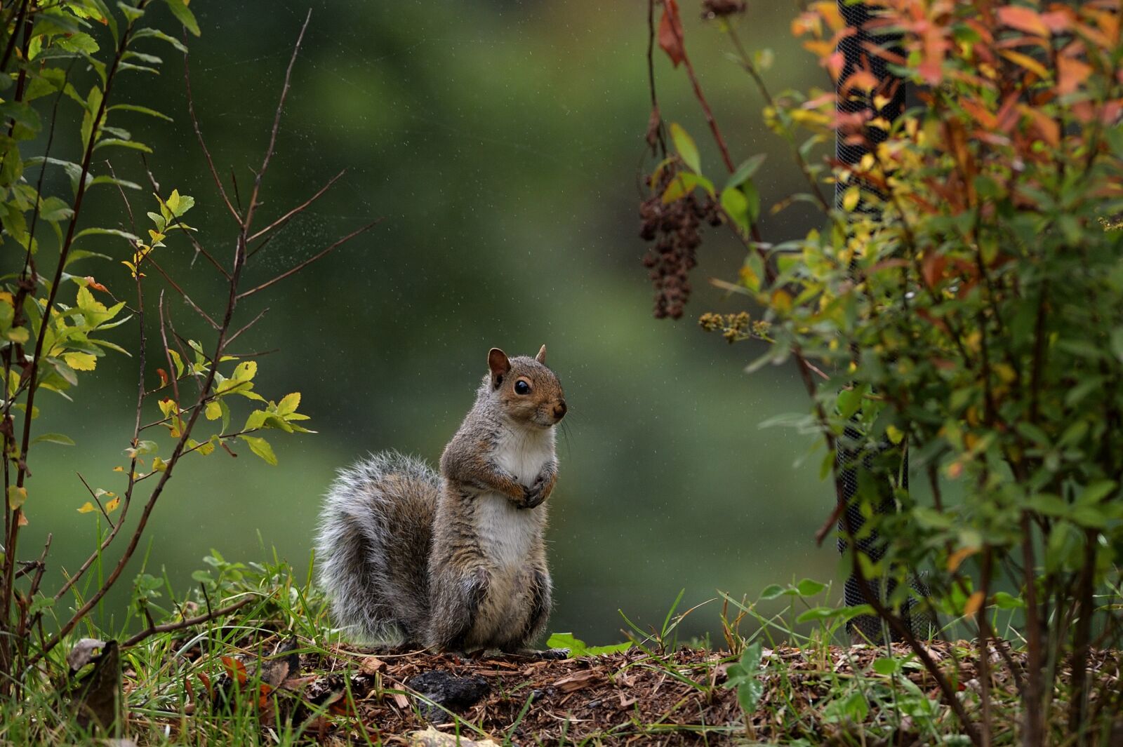Nikon D3 sample photo. Rainning, squirl, nature photography
