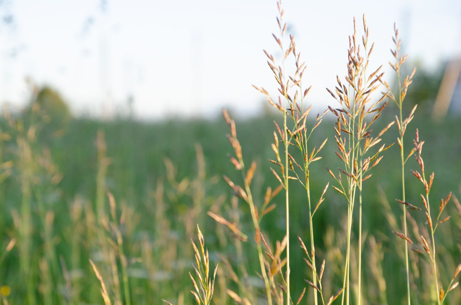 Nikon D7000 sample photo. Meadow, sun, rays photography