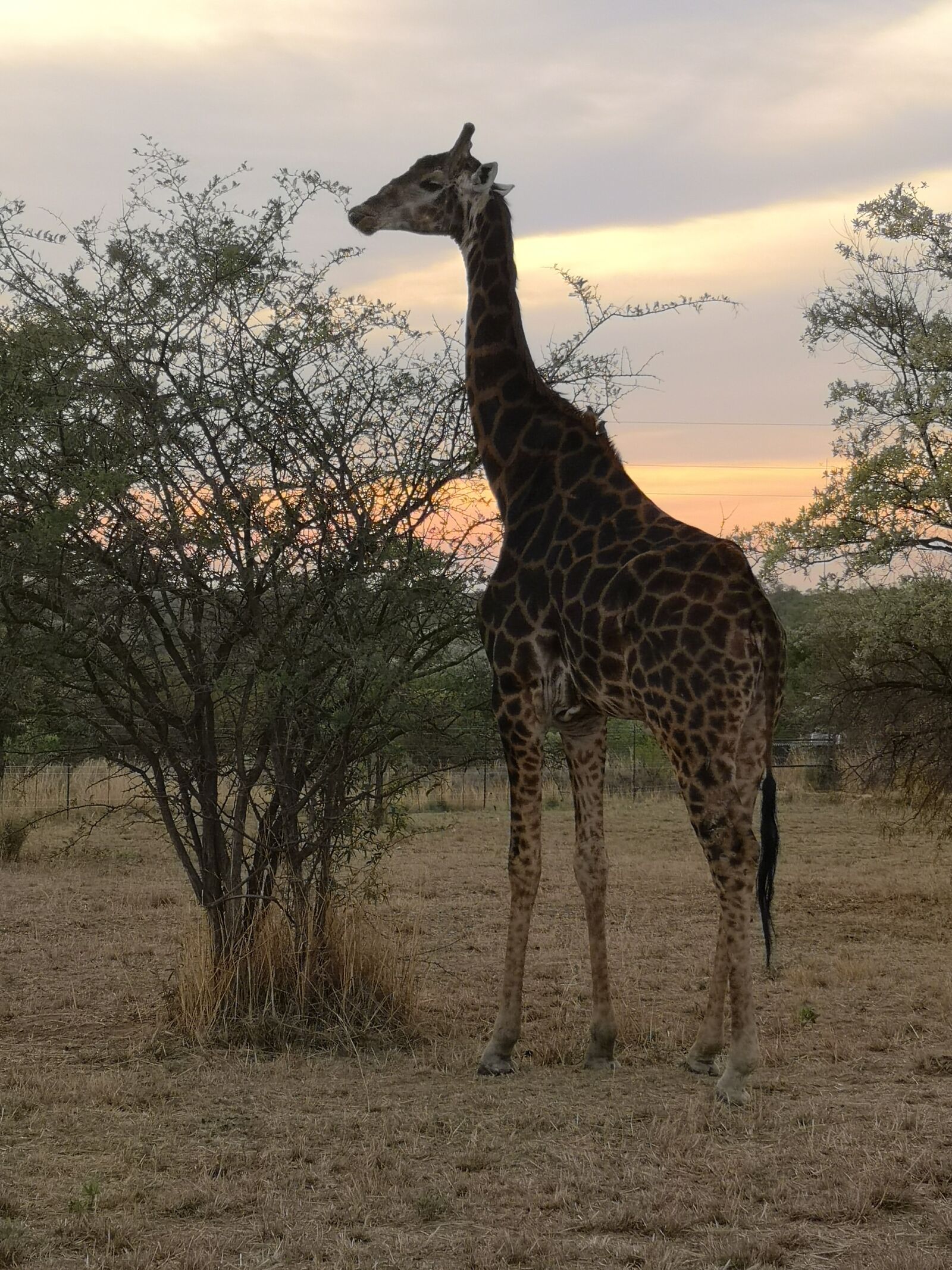 HUAWEI CLT-L09 sample photo. Giraffe, africa, african photography