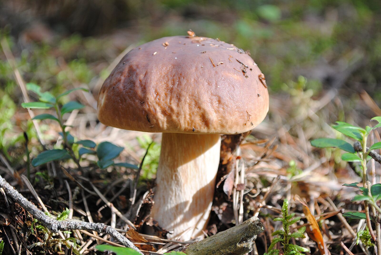 Nikon D3000 sample photo. Mushrooms, forest, nature photography