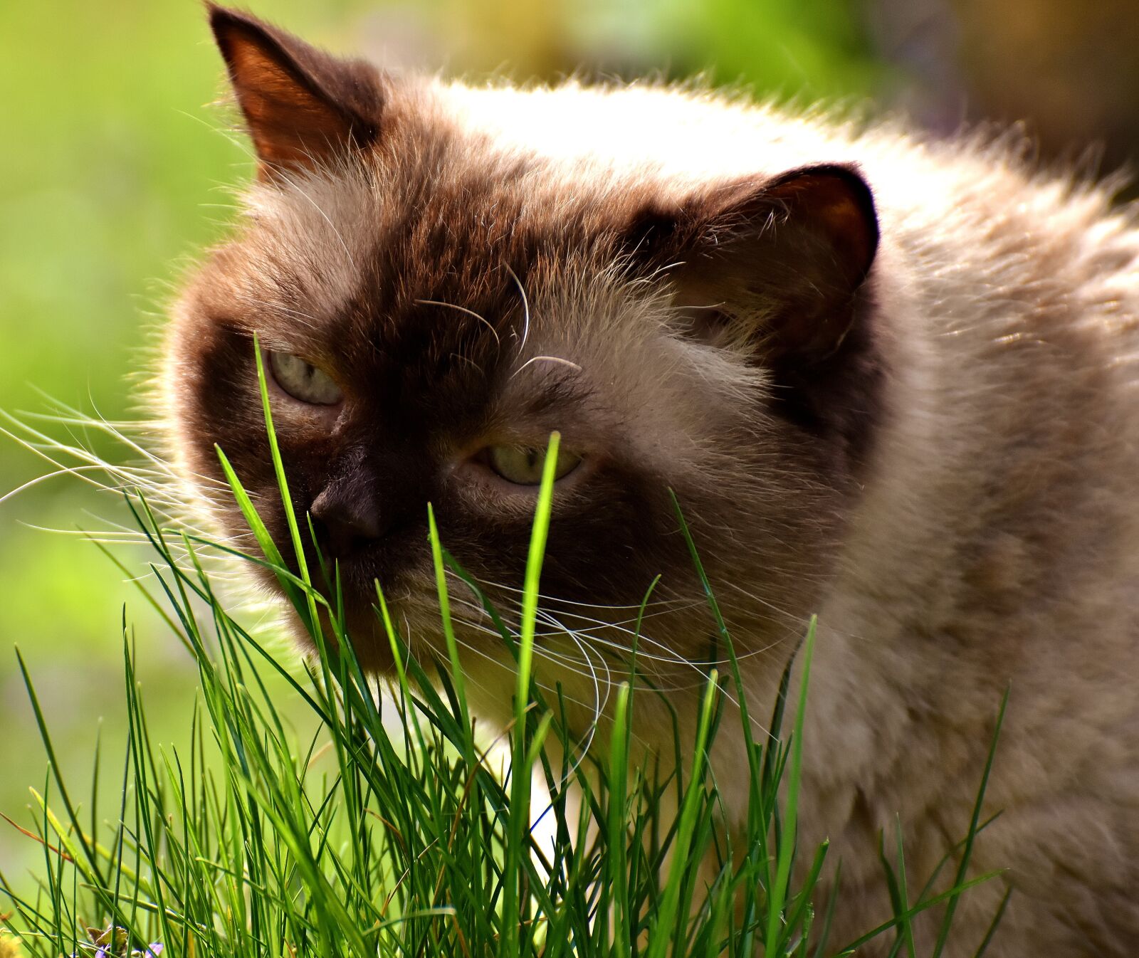 Nikon D7200 sample photo. British shorthair, cat, mieze photography