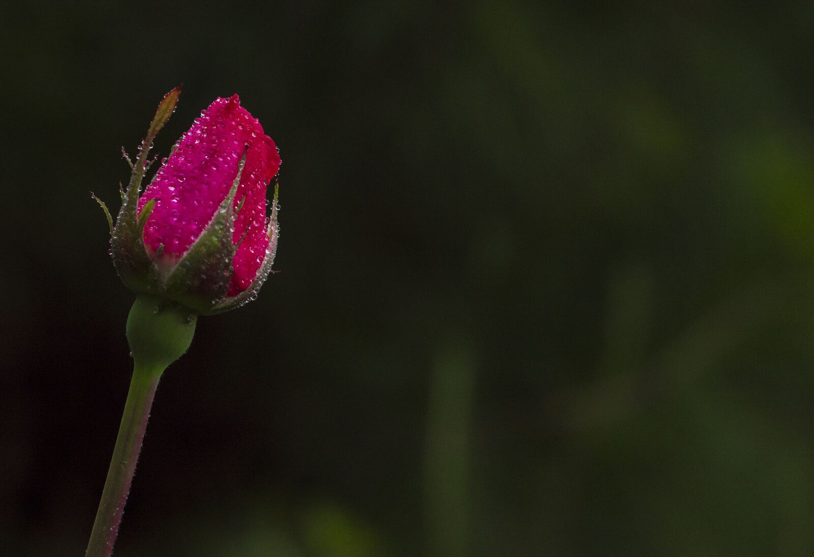 Nikon D3200 sample photo. Flower, nature, leaf photography