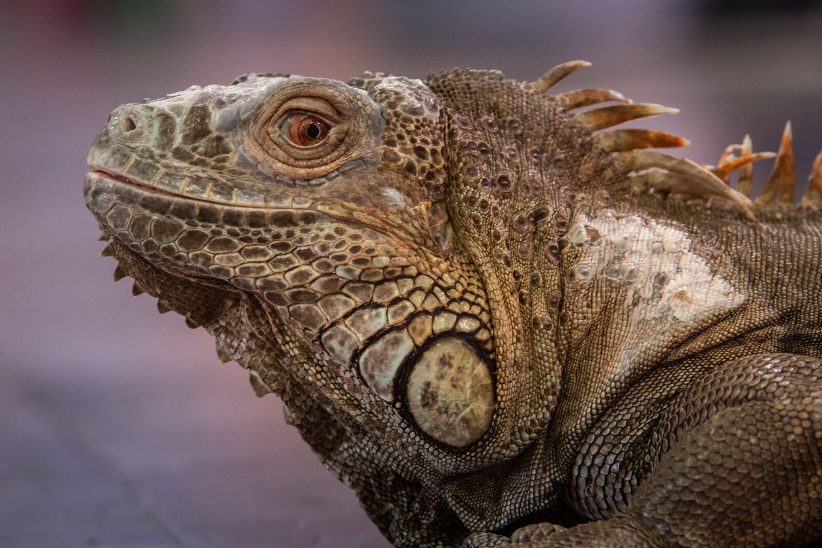 Nikon D7200 sample photo. Iguana, reptile, lizard photography