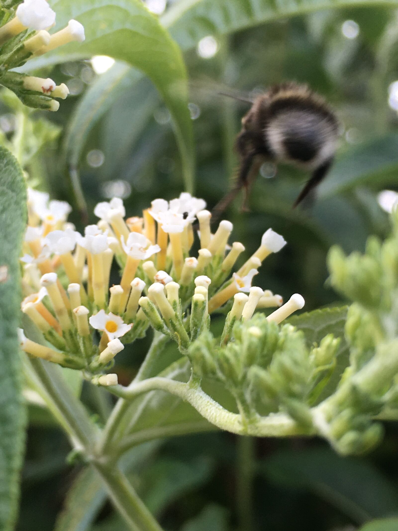 Apple iPhone SE sample photo. Bee, flower, insect photography