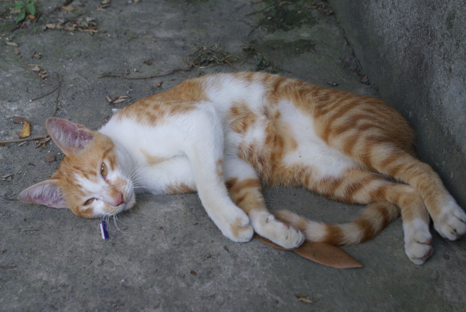 Sony Alpha DSLR-A100 sample photo. Alley, cat, animal, animal photography