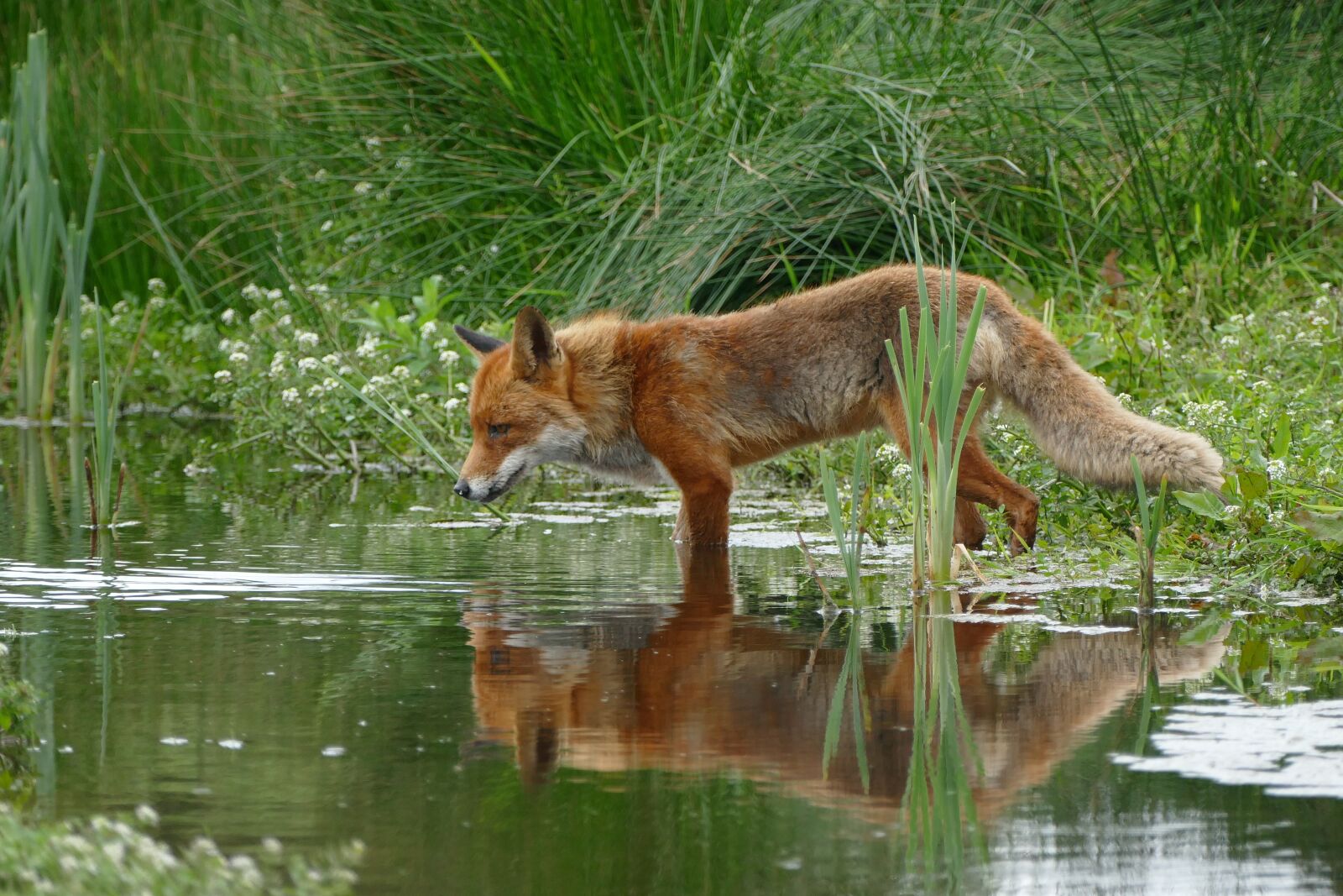 Panasonic Lumix DMC-FZ1000 sample photo. Fox, wild, nature photography