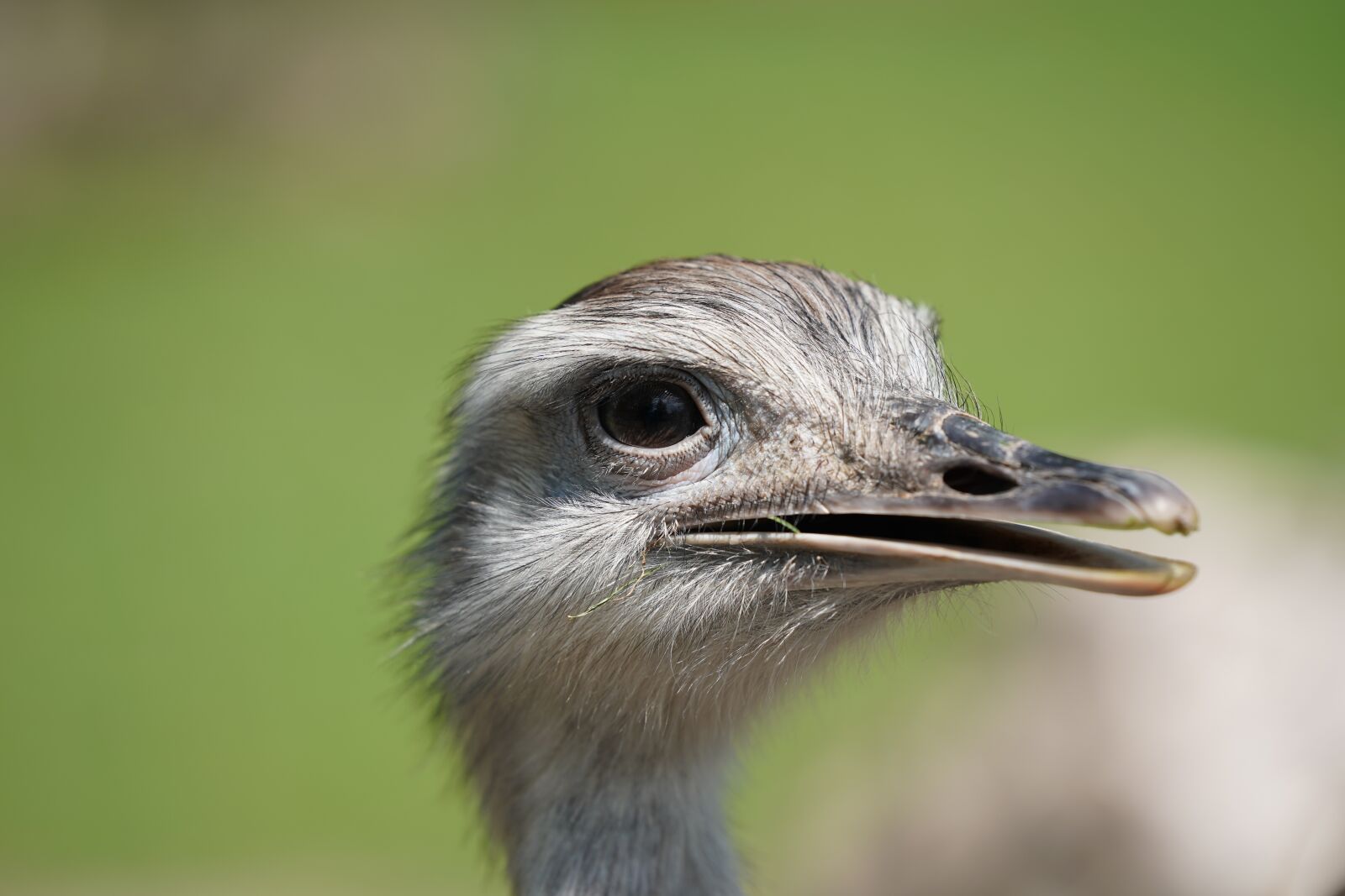 Sony FE 70-200mm F2.8 GM OSS sample photo. Emu, strauss, africa photography