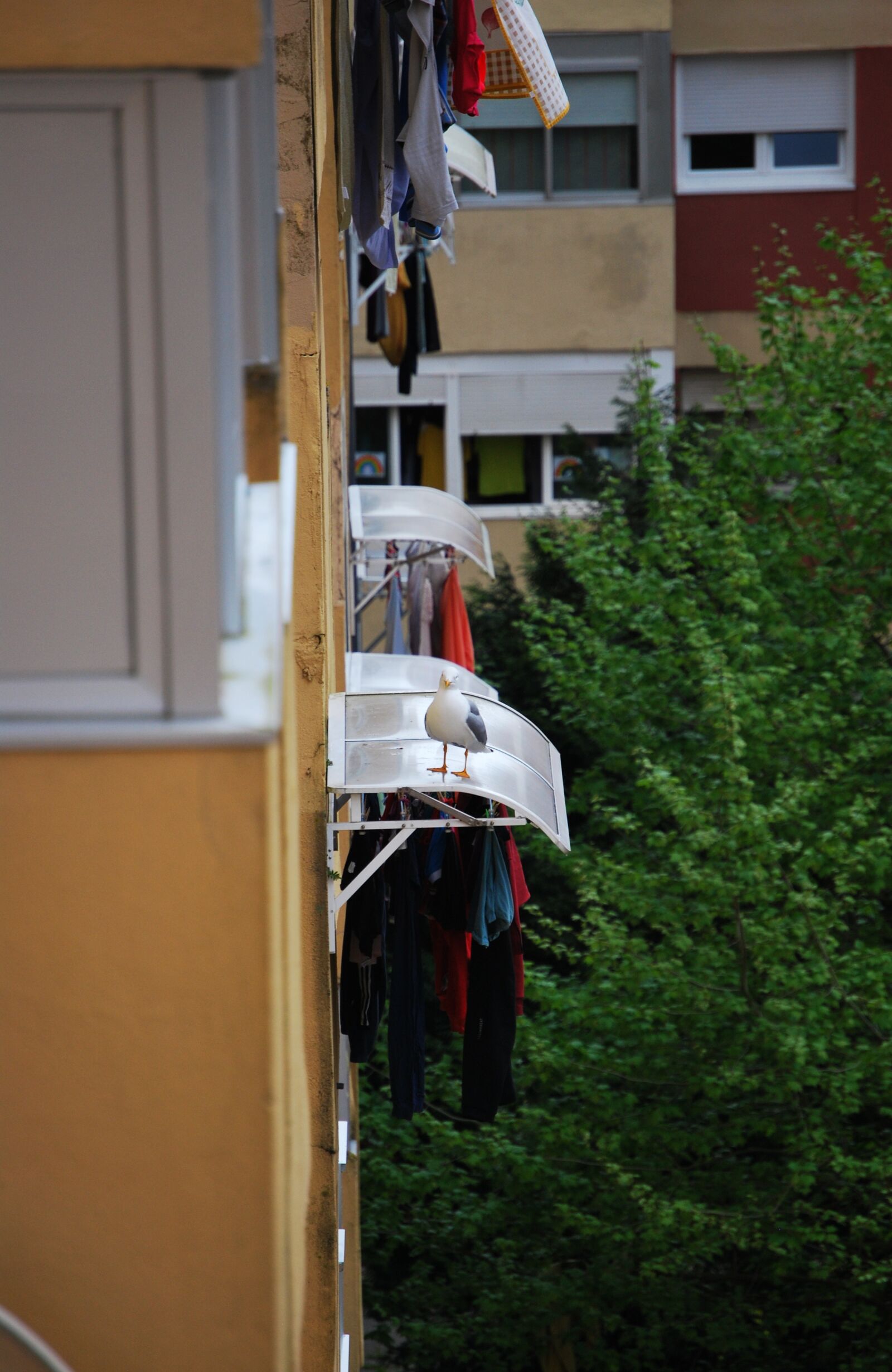 Nikon D60 sample photo. Balconies, clothes hanging, seagull photography