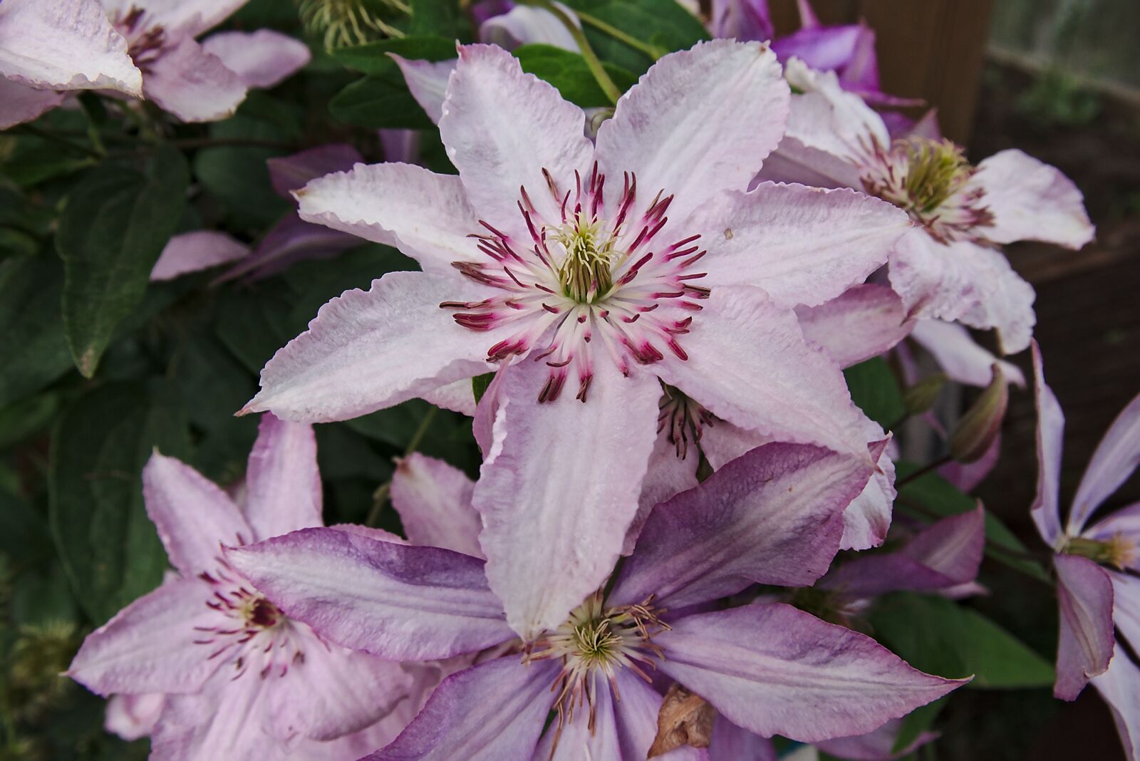 Fujifilm XC 16-50mm F3.5-5.6 OIS II sample photo. Flower, flowers, garden photography