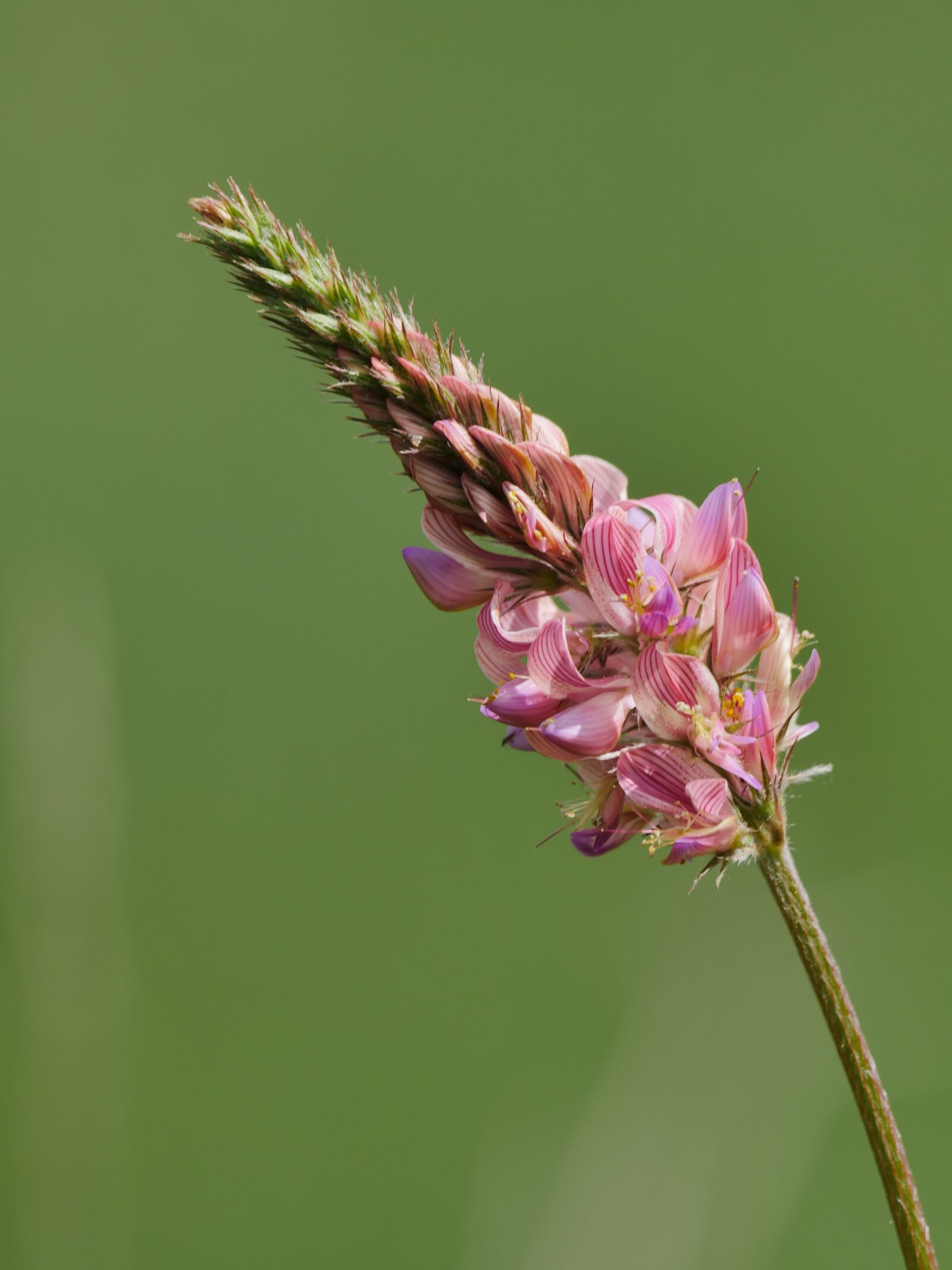Panasonic Lumix DMC-GX8 sample photo. Flower, sainfoin, fabaceae photography