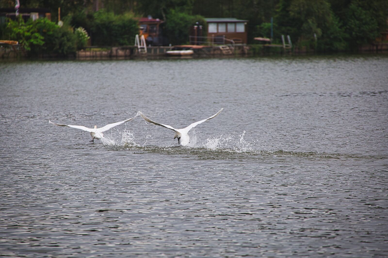 Tamron SP 150-600mm F5-6.3 Di VC USD sample photo. Swans, start, flying photography