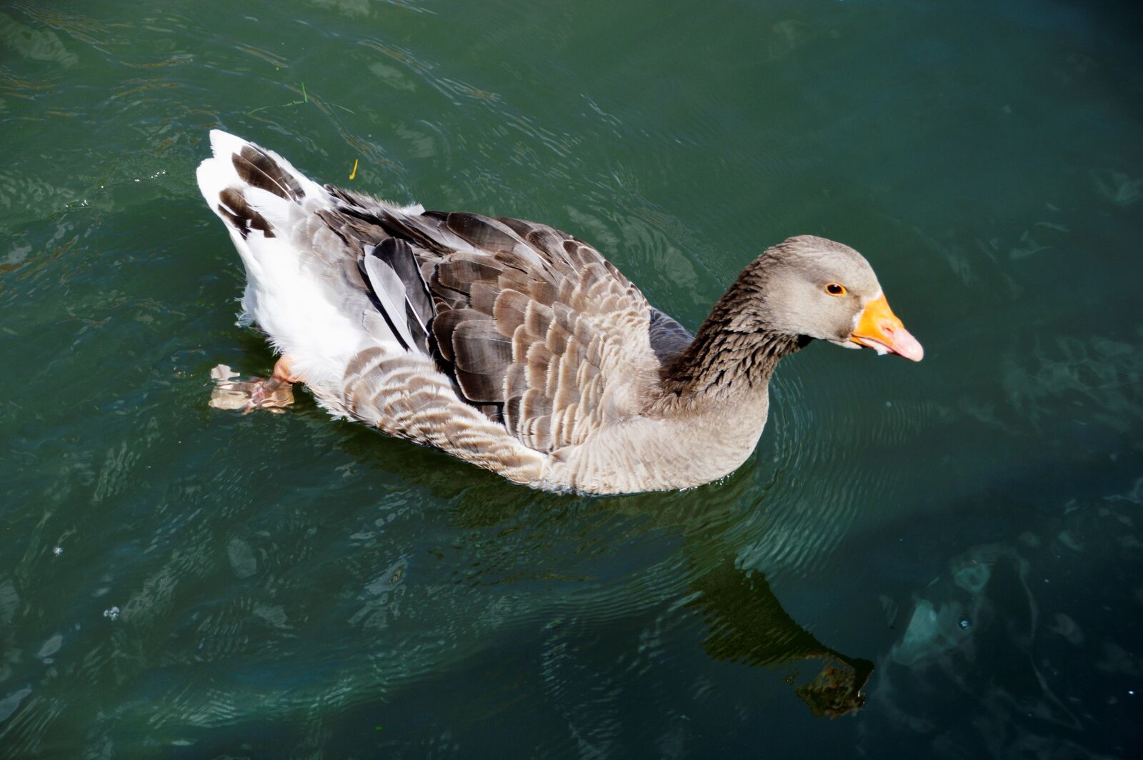 Nikon D3200 sample photo. Animal, bird, plumage photography