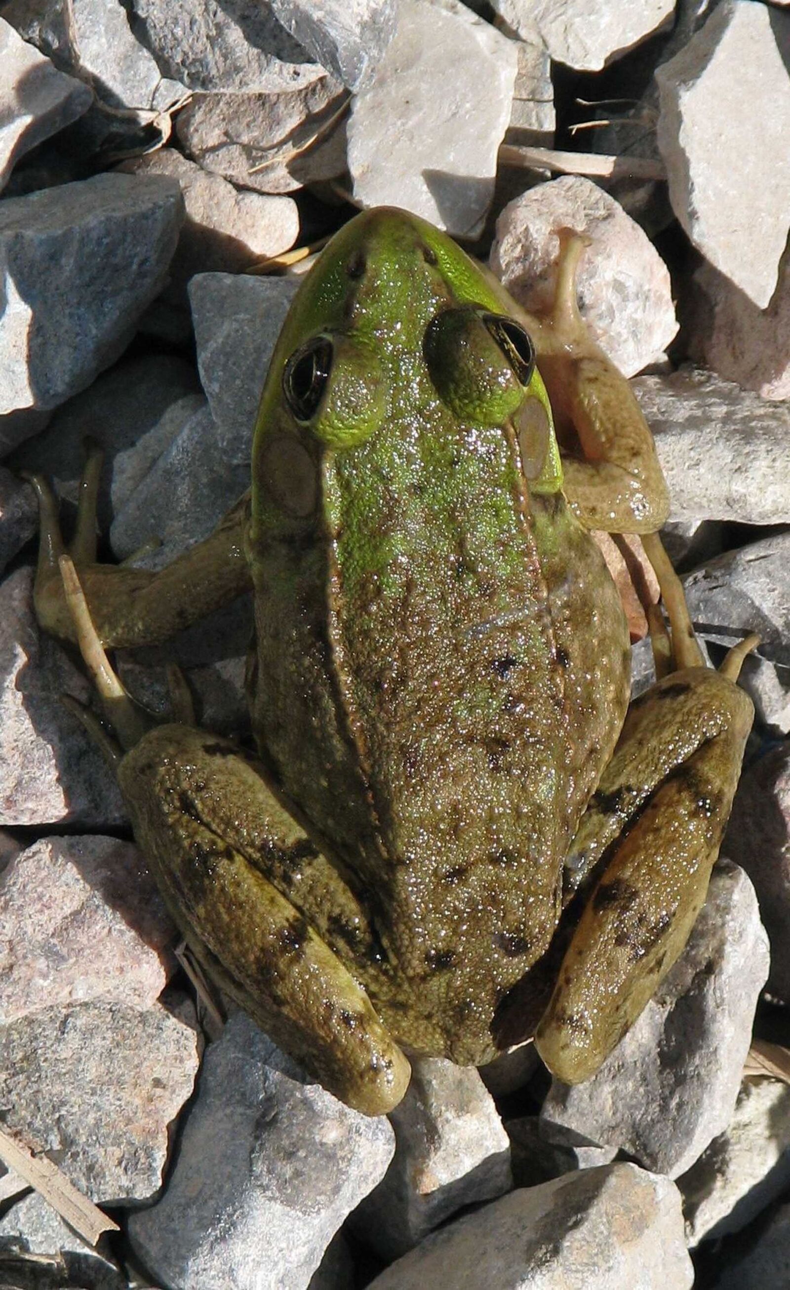 Canon POWERSHOT S5 IS sample photo. Green frog, lithobates clamitans photography