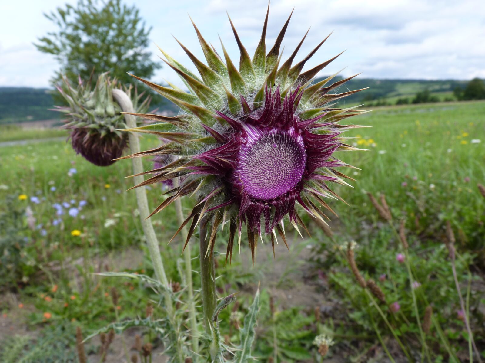 Panasonic Lumix DMC-FZ35 (Lumix DMC-FZ38) sample photo. Thistle, purple, plant photography