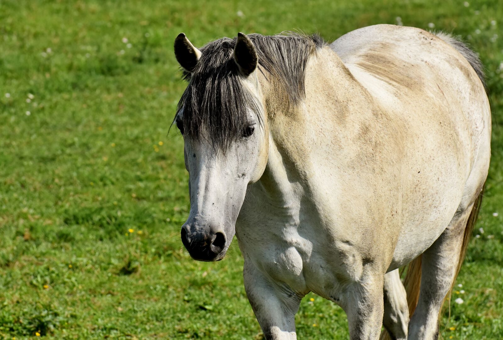 Nikon D7200 sample photo. Horse, mold, pasture photography