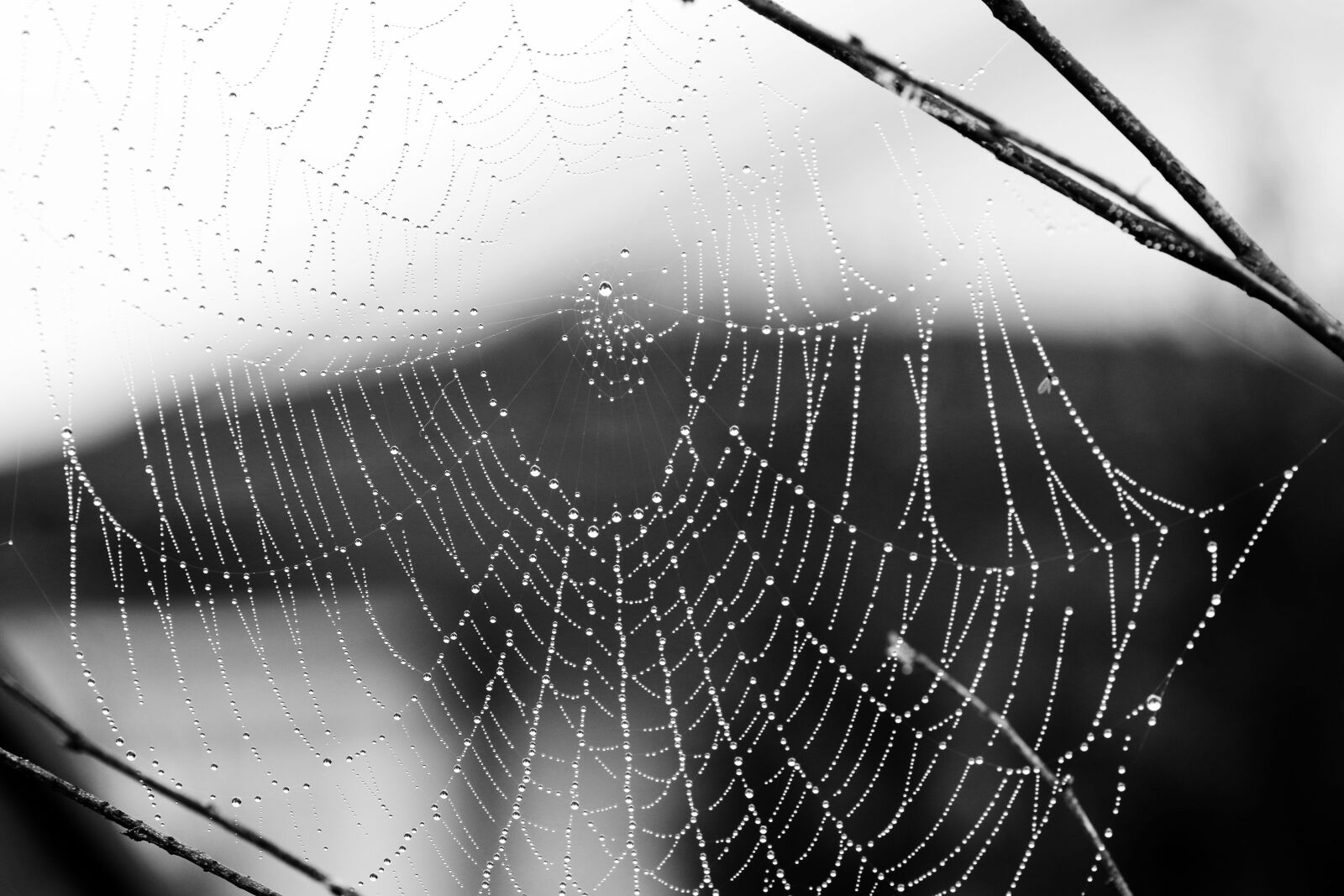 Canon EOS 7D Mark II + Canon EF 135mm F2L USM sample photo. Spider web, nature, cobweb photography