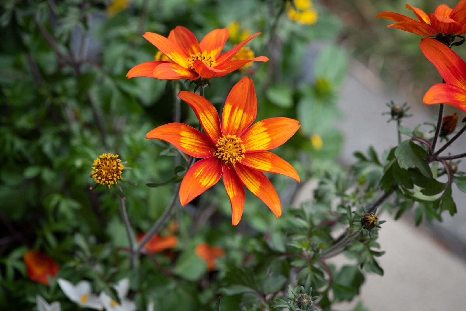 Nikon D750 sample photo. Flowers, orange, garden photography