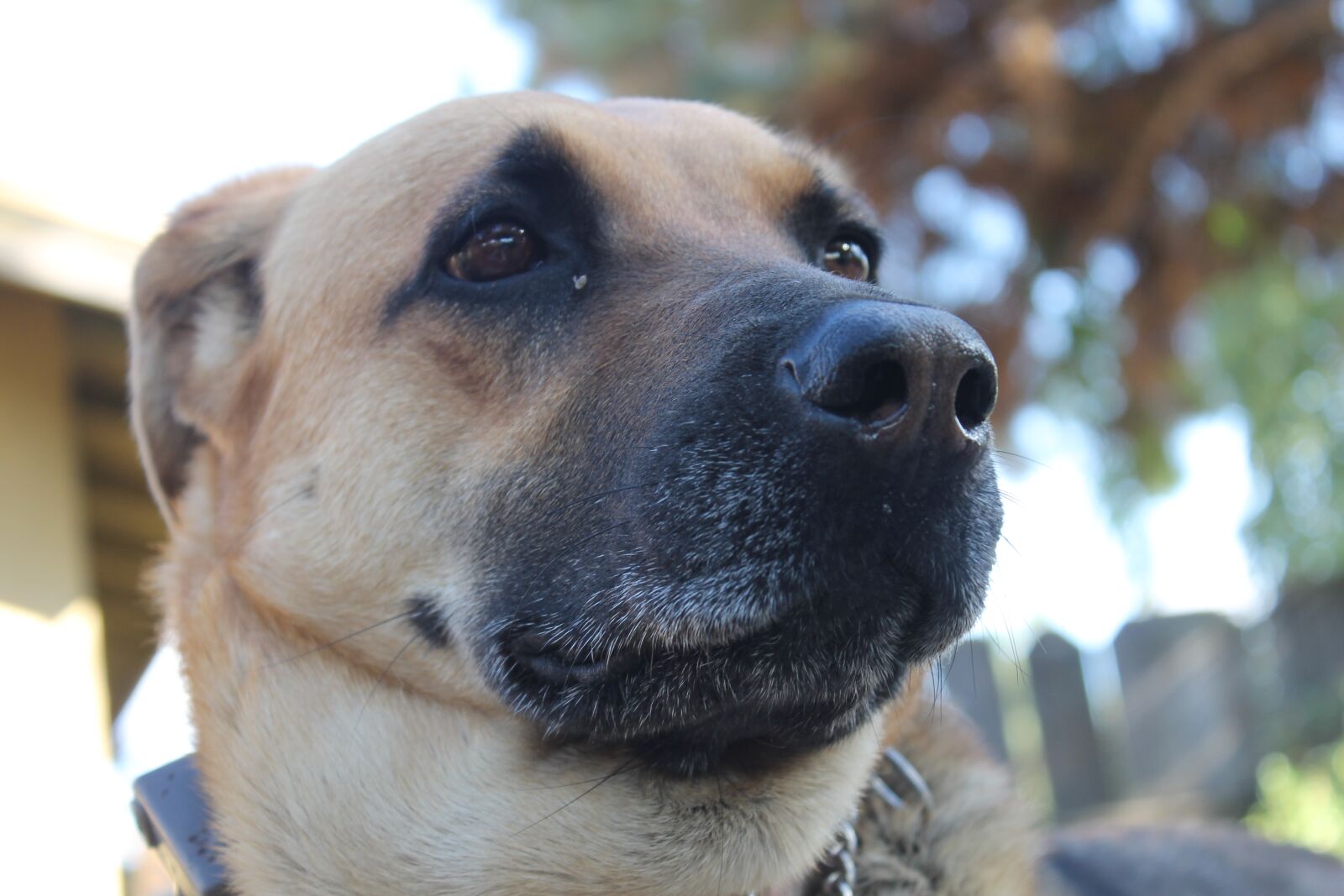 Canon EOS 1100D (EOS Rebel T3 / EOS Kiss X50) sample photo. Dog, outside, looking photography