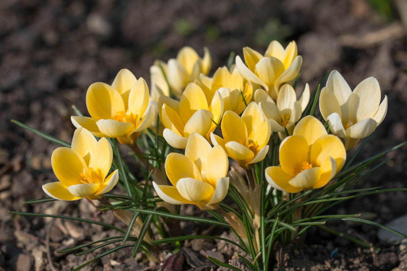 Nikon D800 sample photo. Crocus, blossom, bloom photography