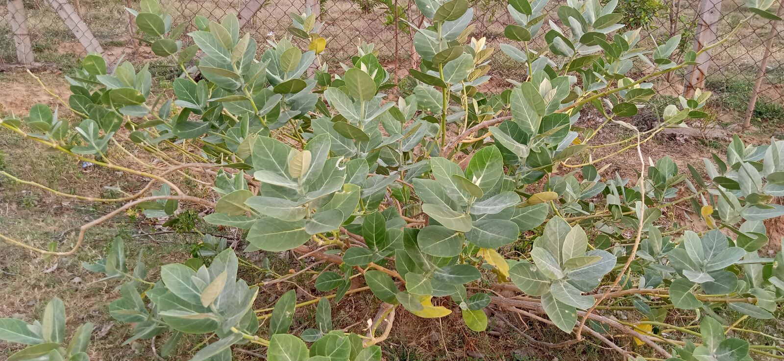 Realme C2 sample photo. Plant, nature, beautiful nature photography